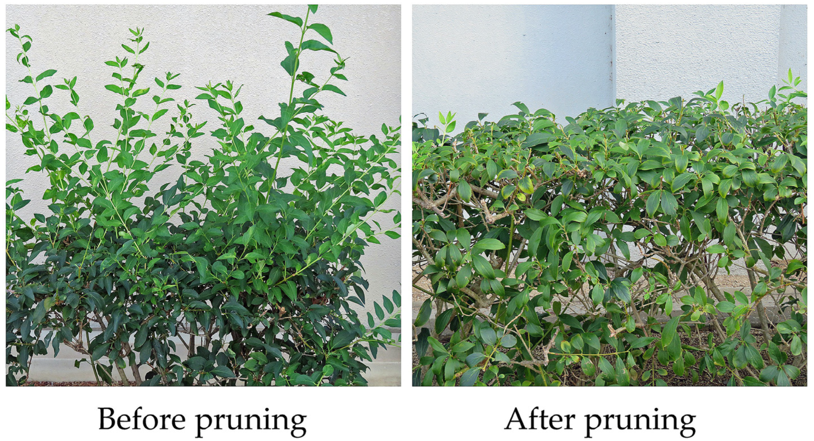 Plants 13 00575 g002