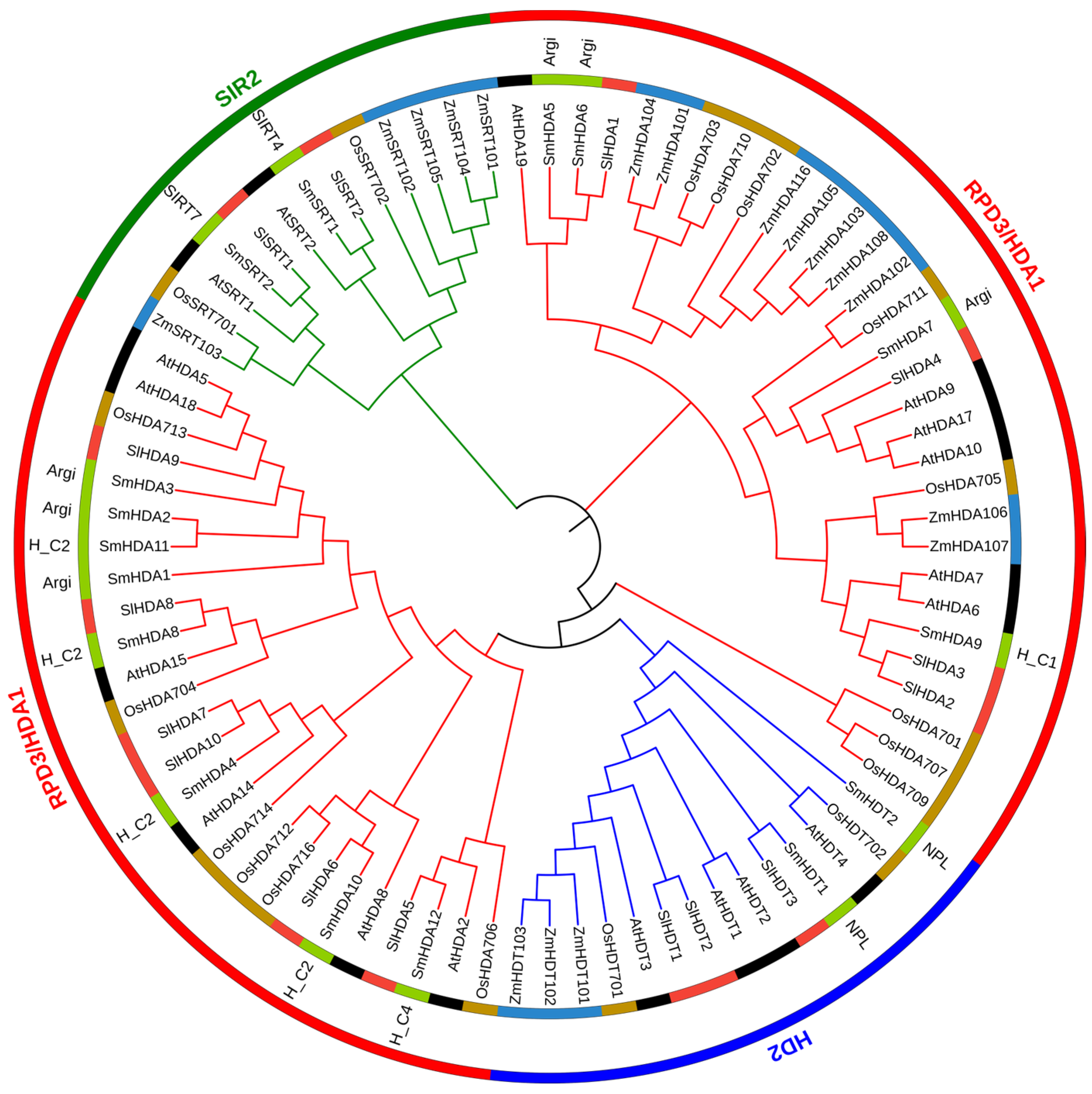 Genome-Wide Identification and Characterization of the
