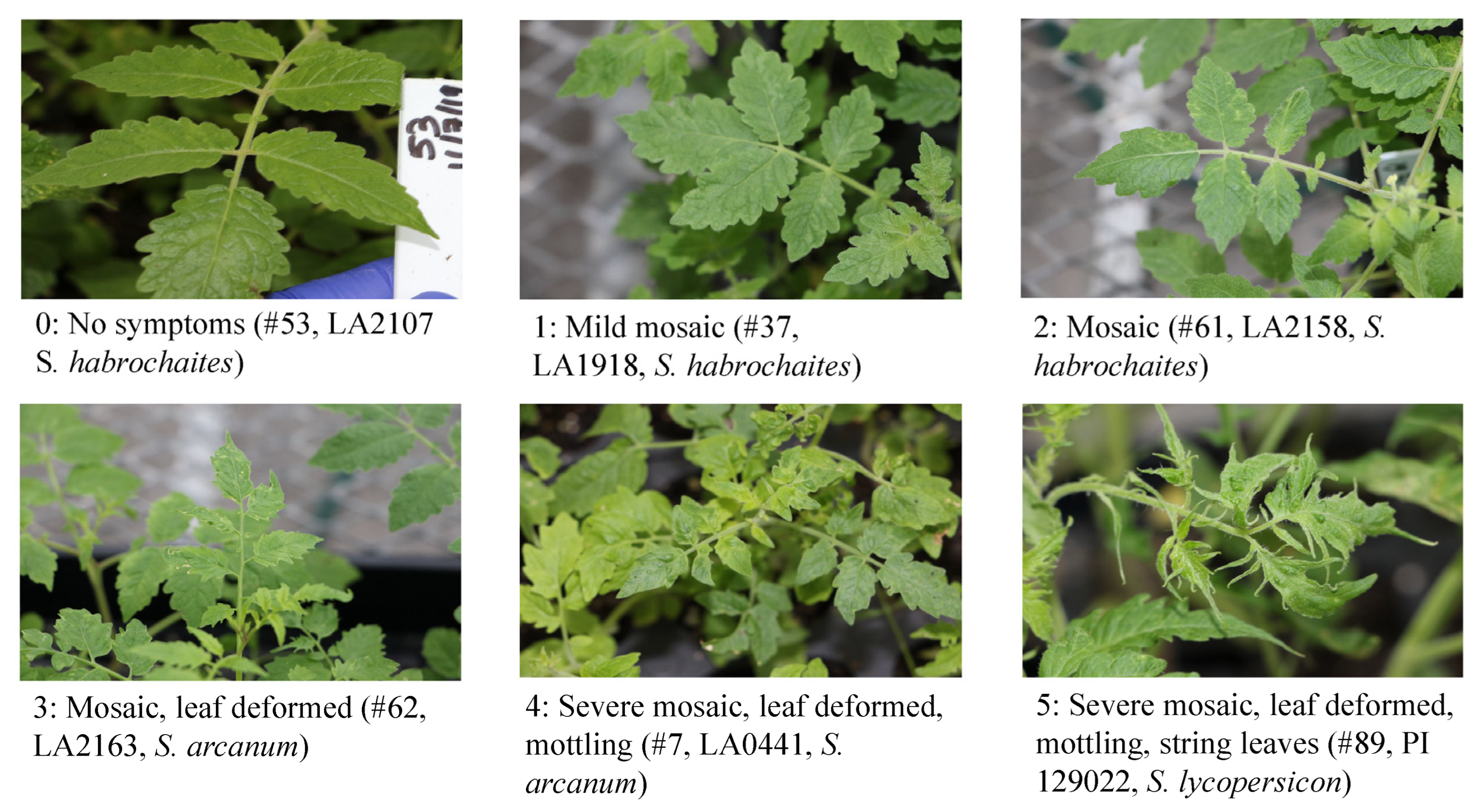 Plants 13 00581 g001