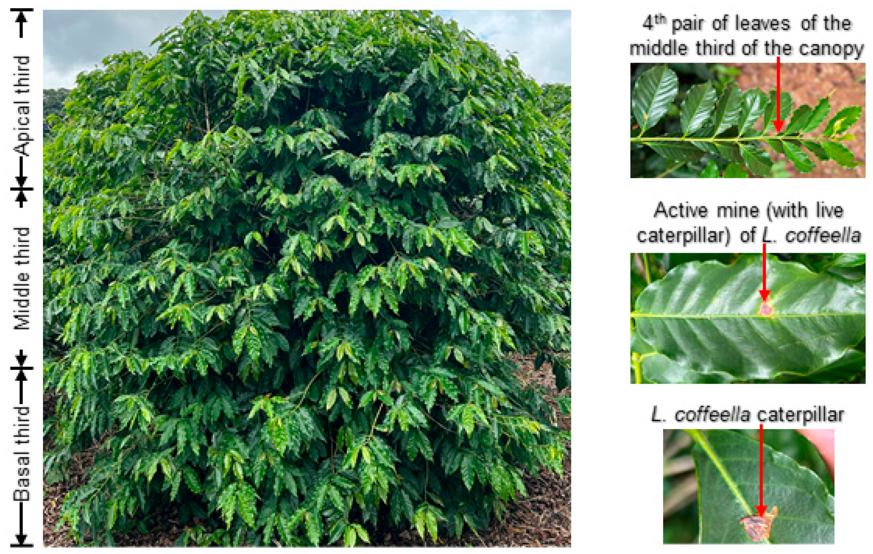 Plants 13 00585 g001