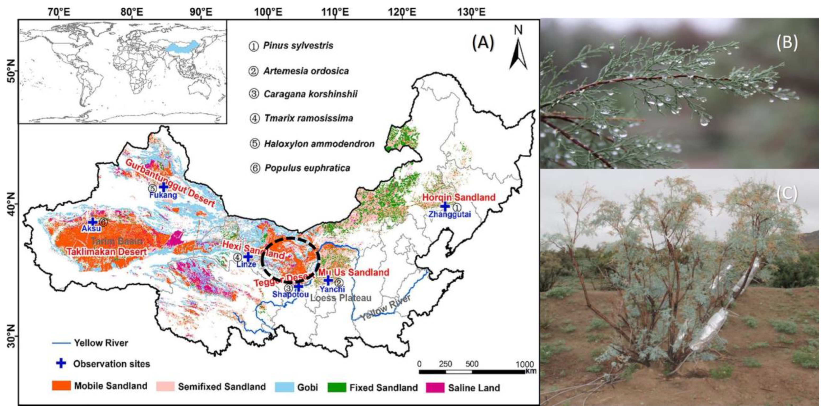 Plants 13 00594 g001