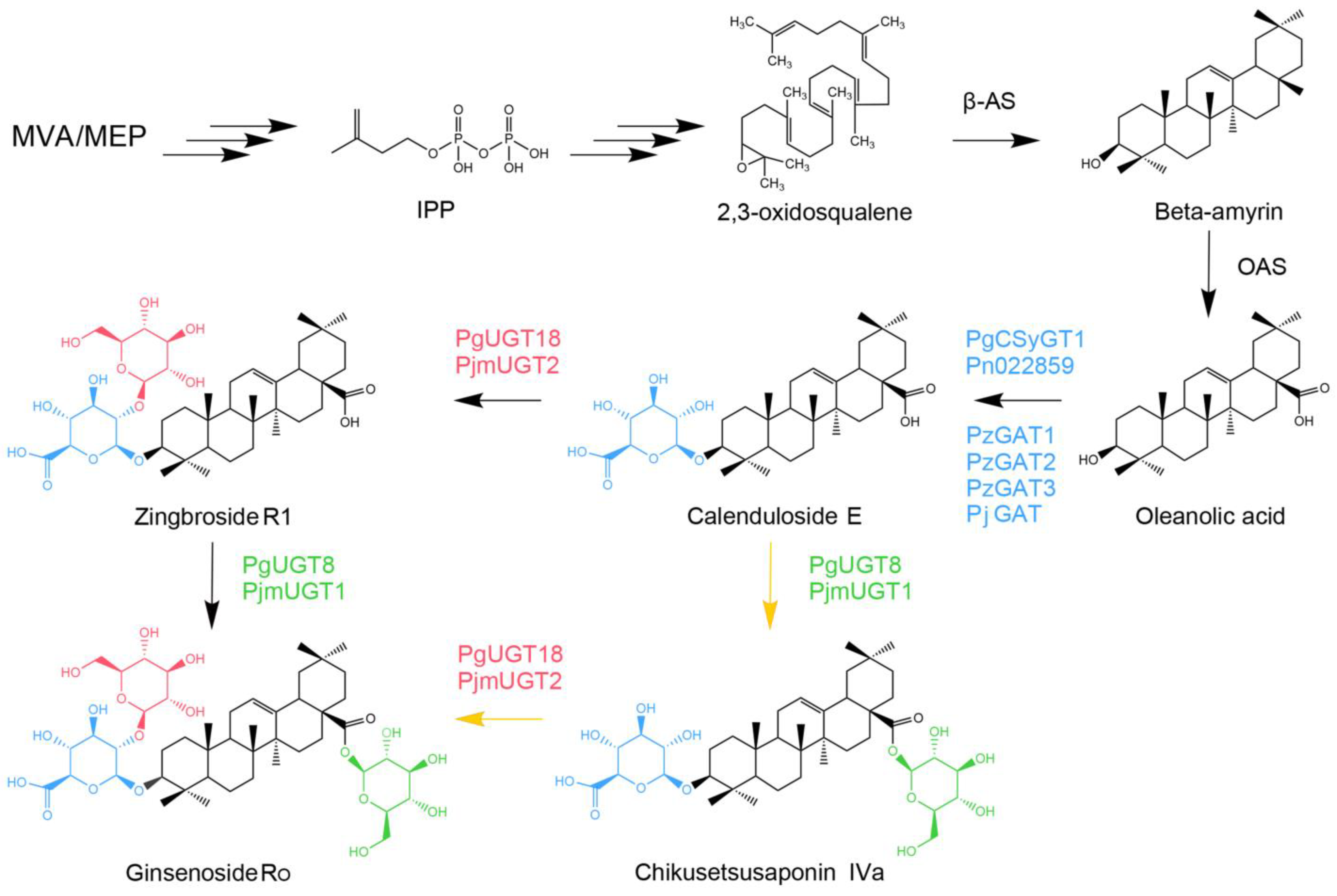 Plants 13 00604 g001