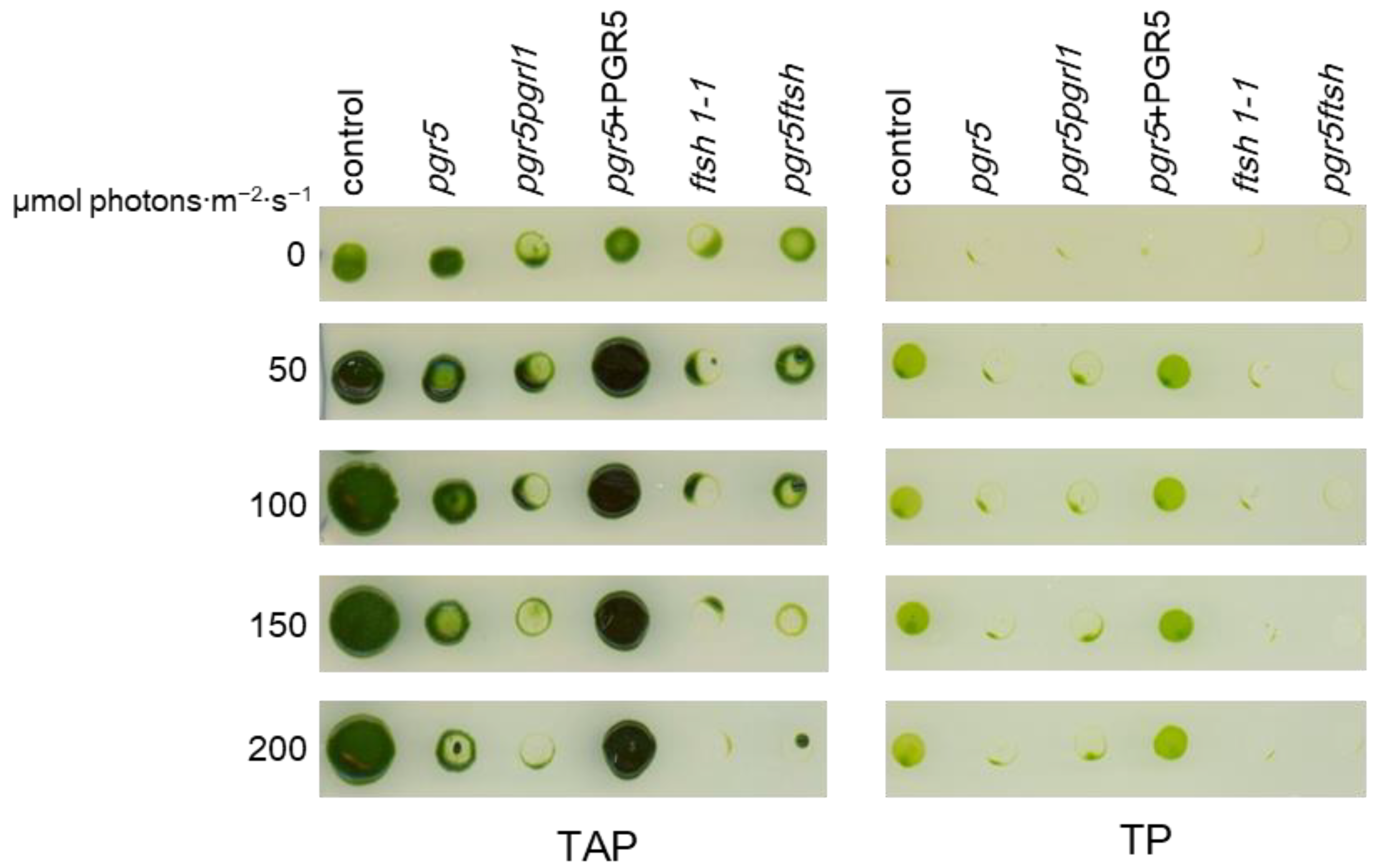 Plants 13 00606 g001