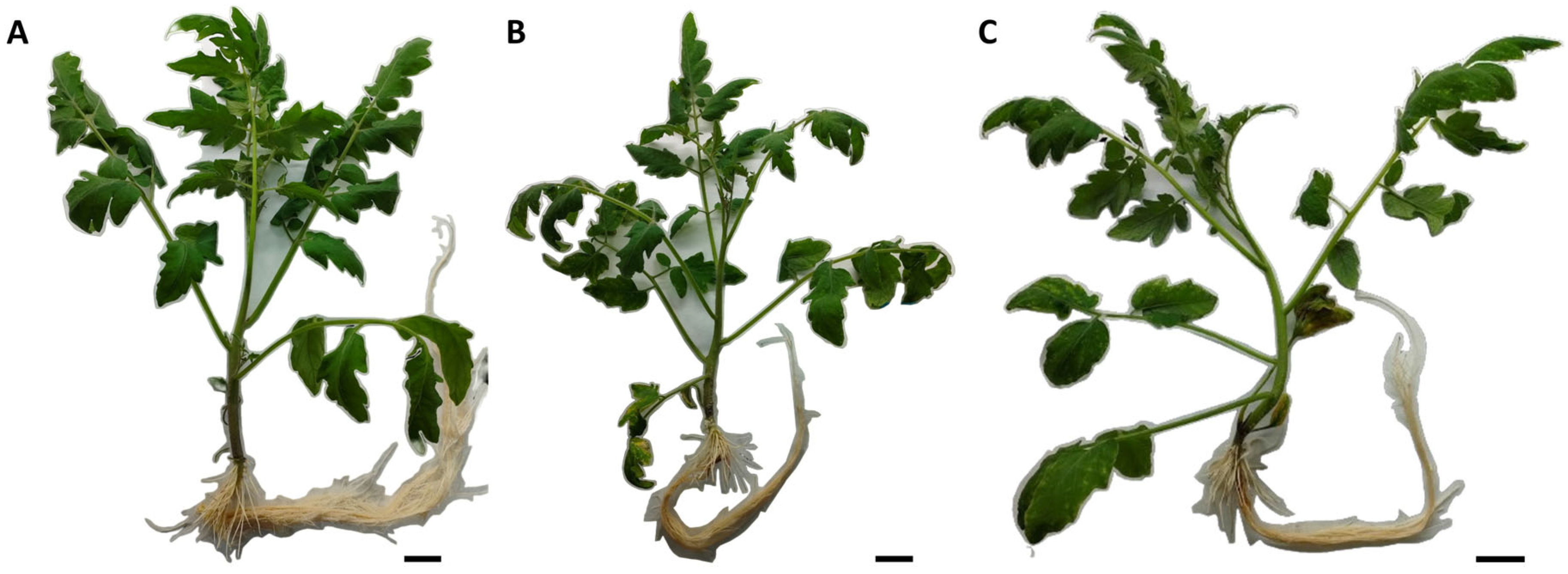 Plants 13 00609 g001