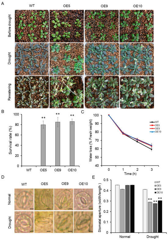 ZmADF5, a Maize Actin-Depolymerizing Factor Conferring Enhanced