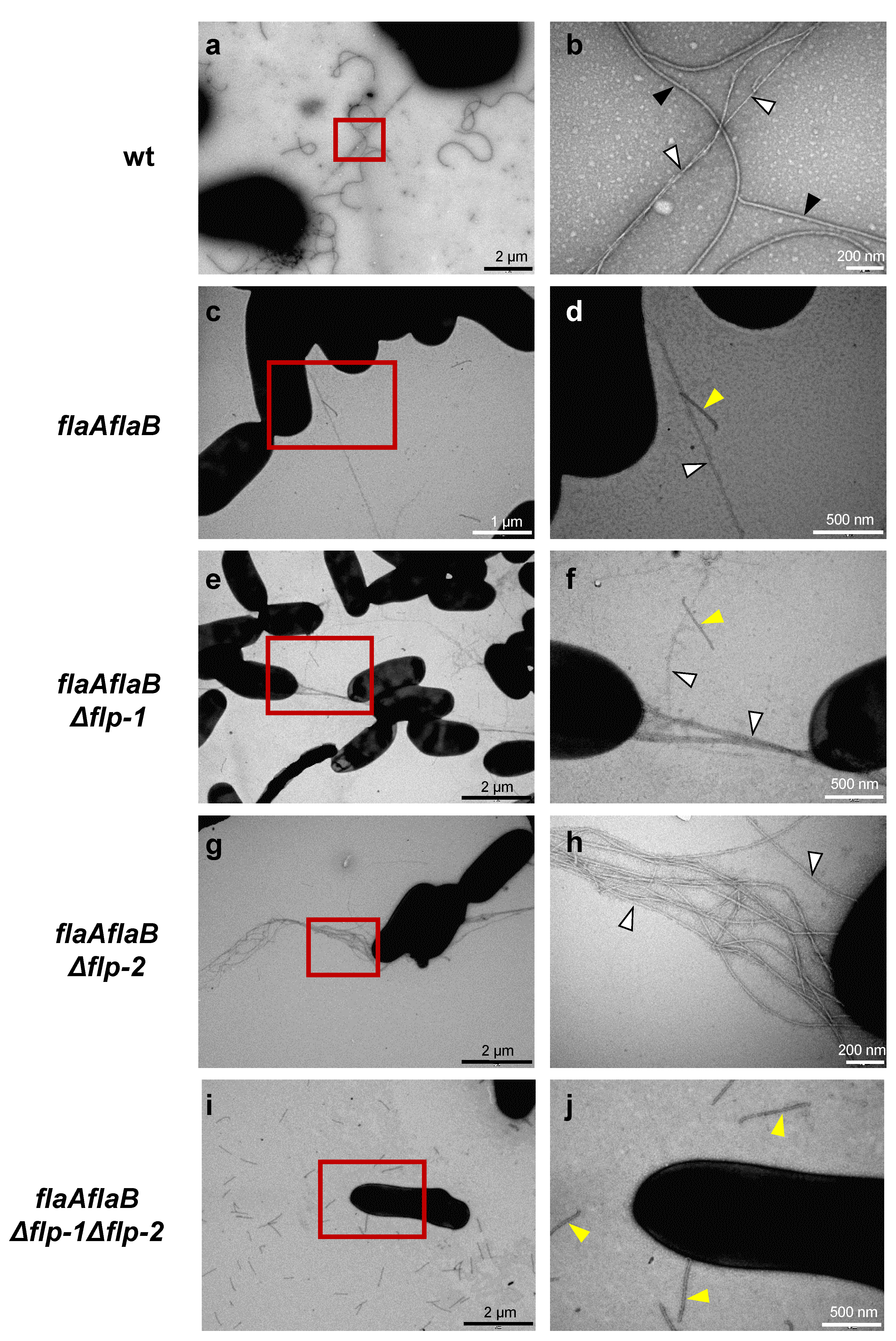 Plants 13 00628 g003