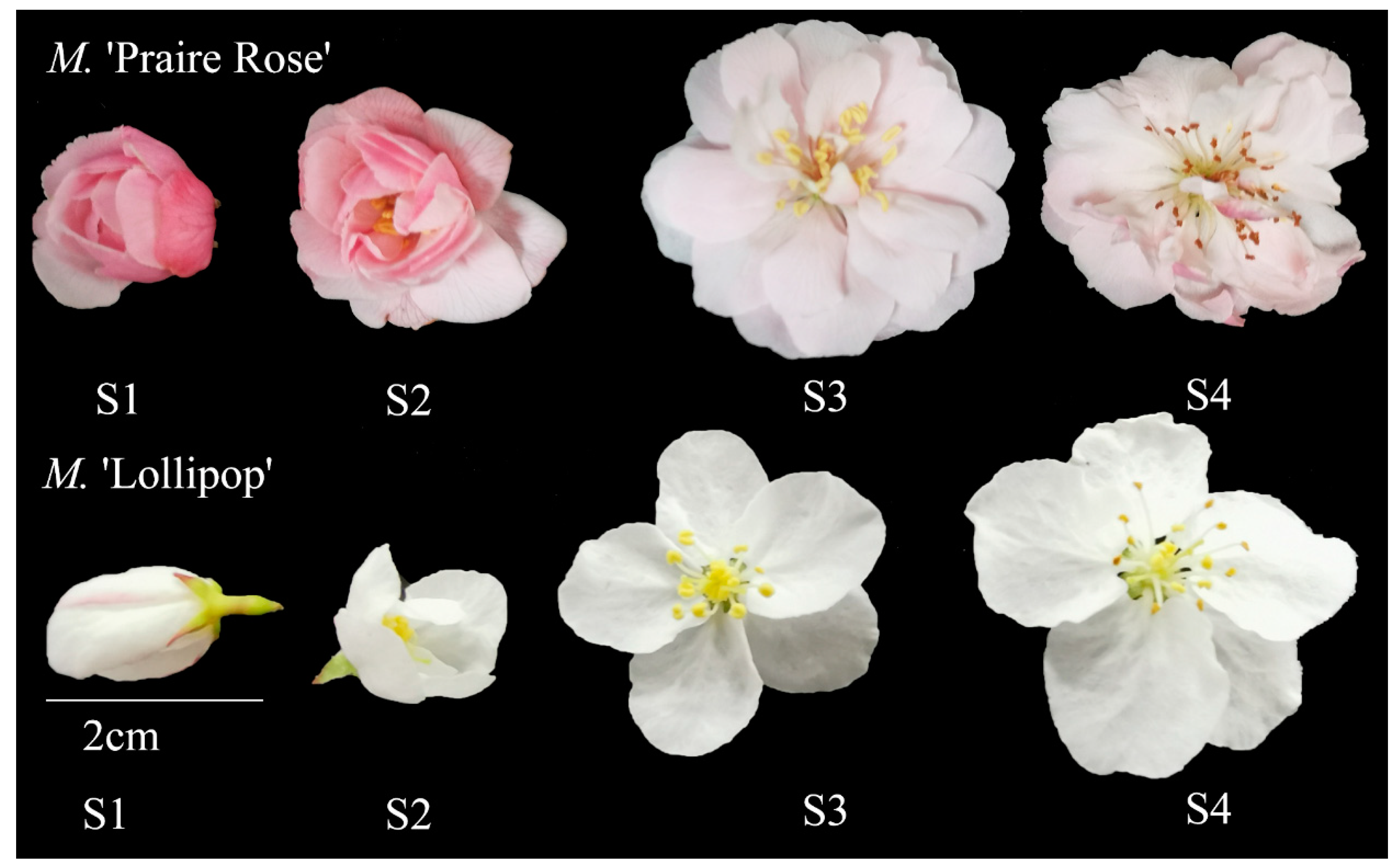 Plants 13 00631 g006