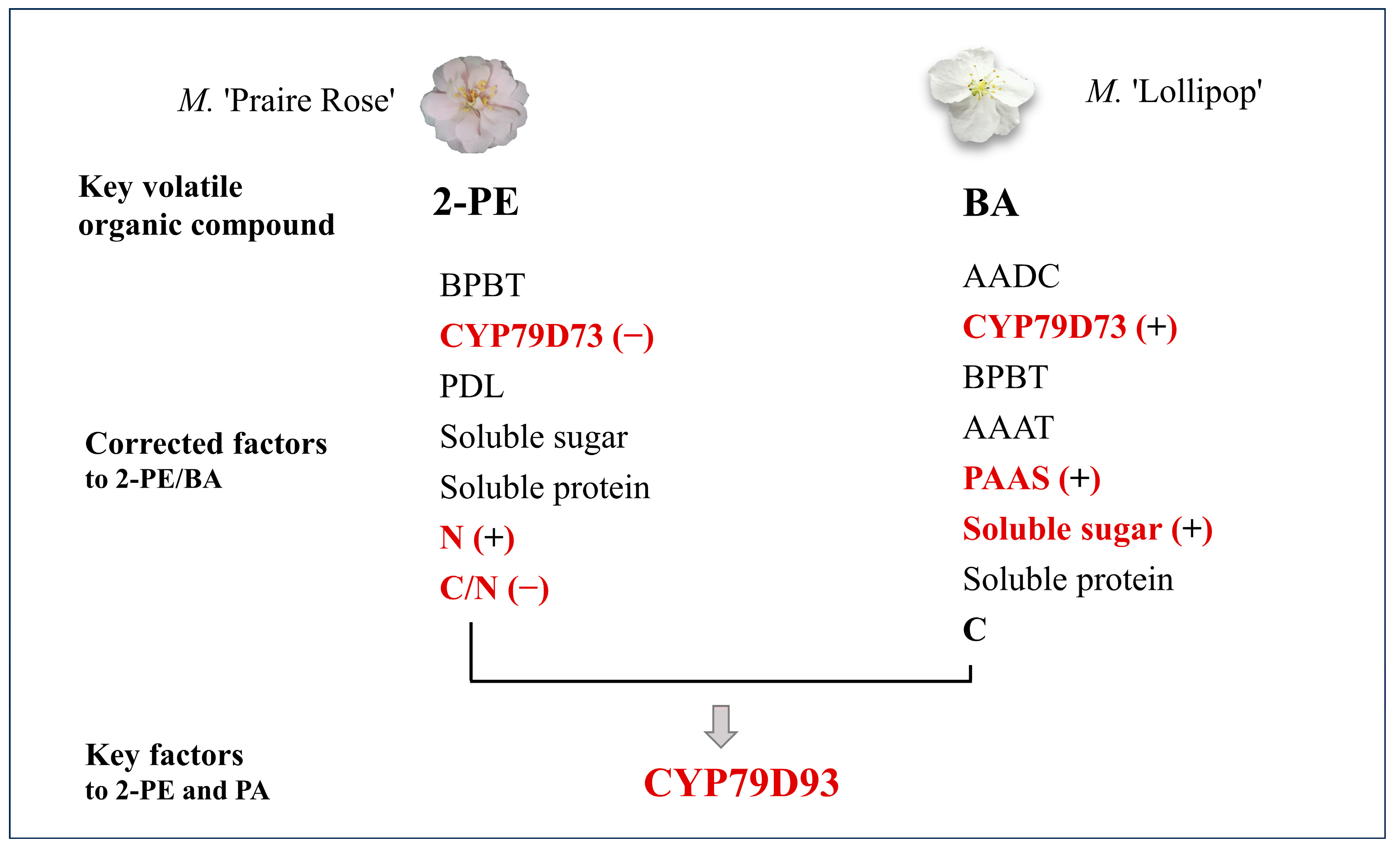 Plants 13 00631 g007