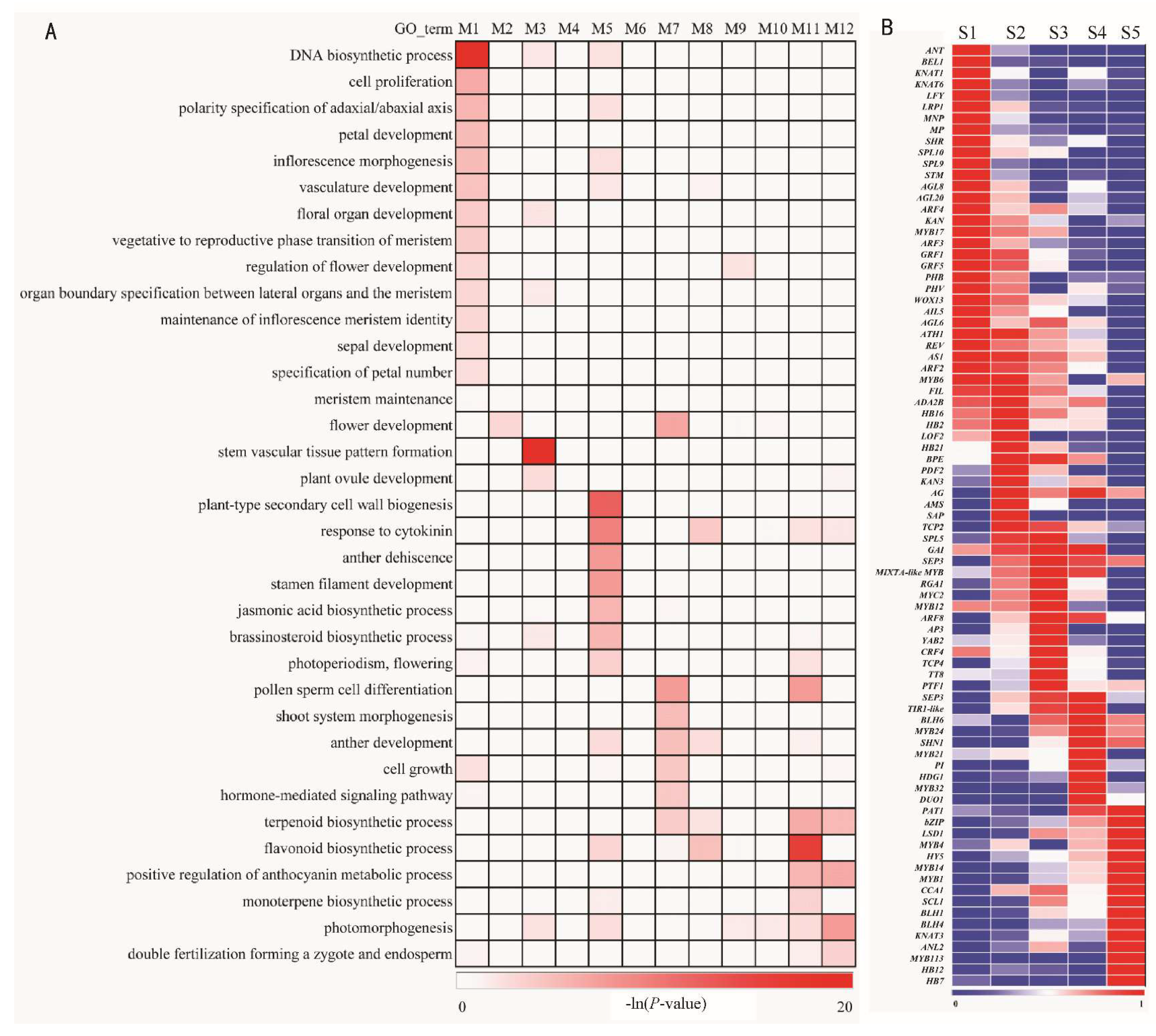 Plants 13 00649 g004