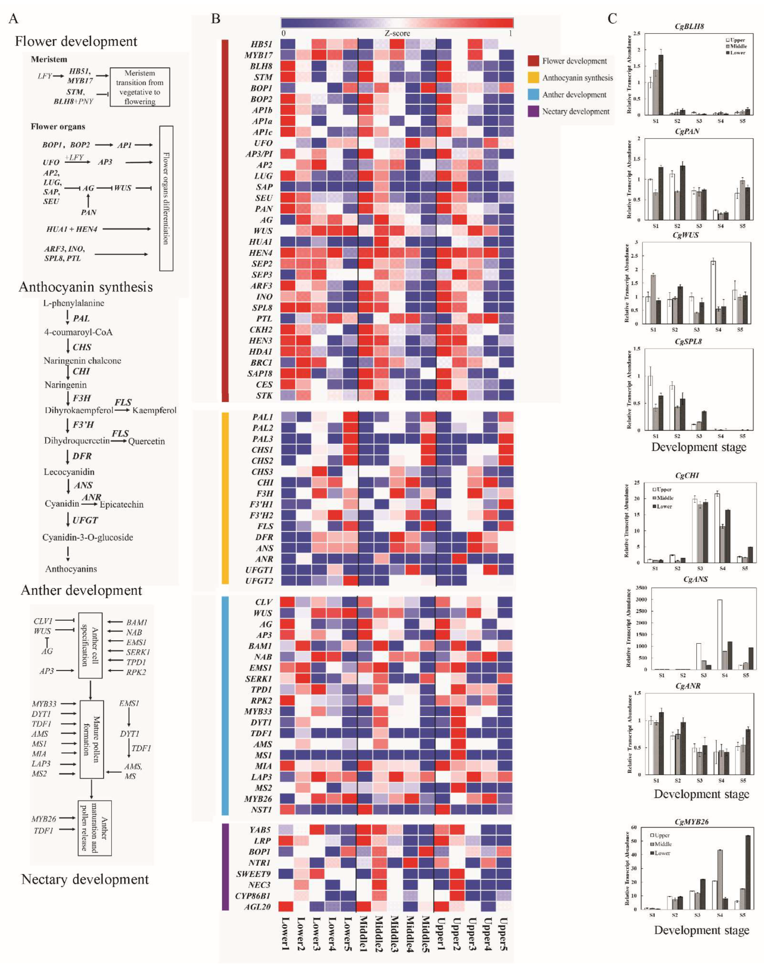 Plants 13 00649 g005