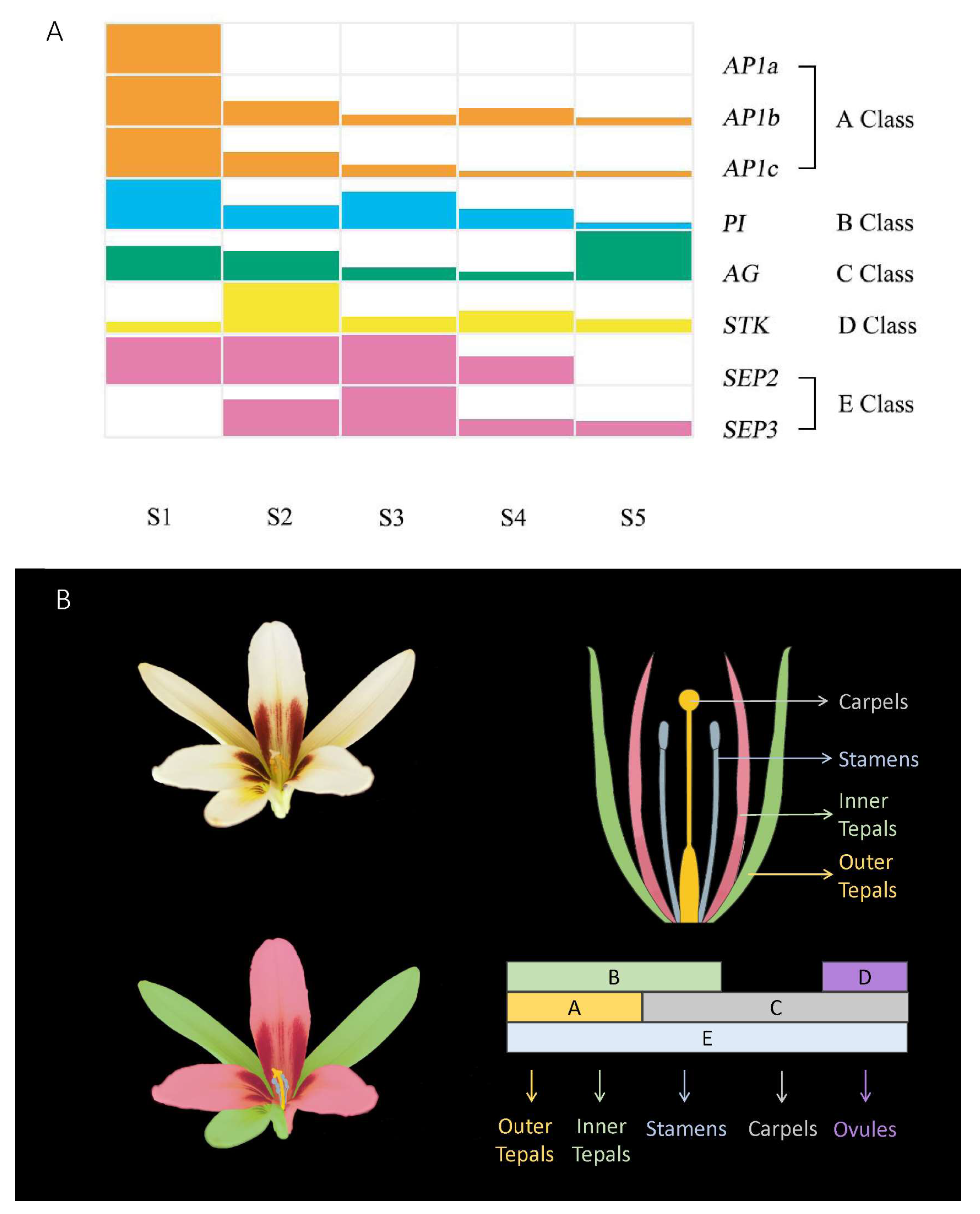 Plants 13 00649 g007