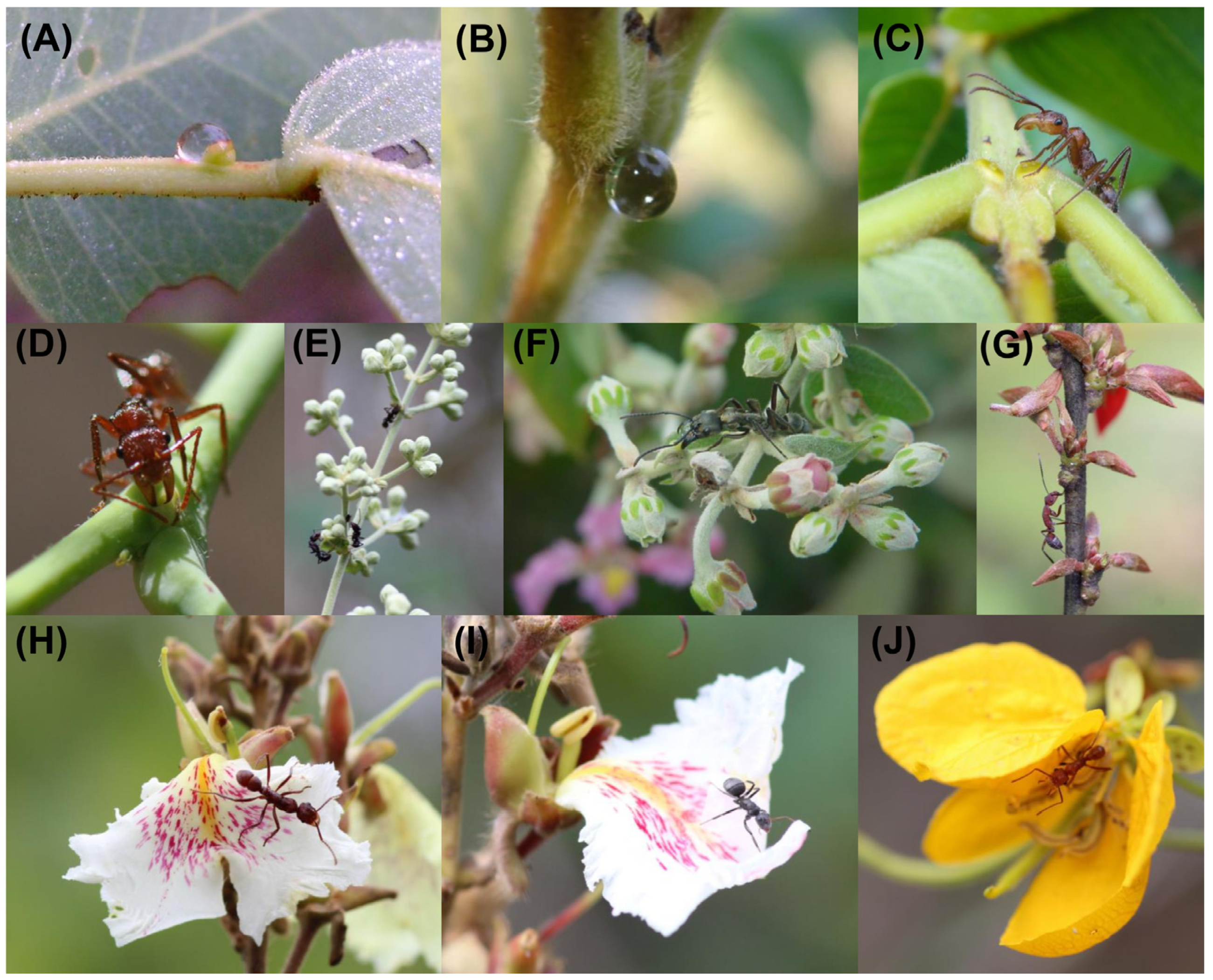 Plants 13 00651 g001