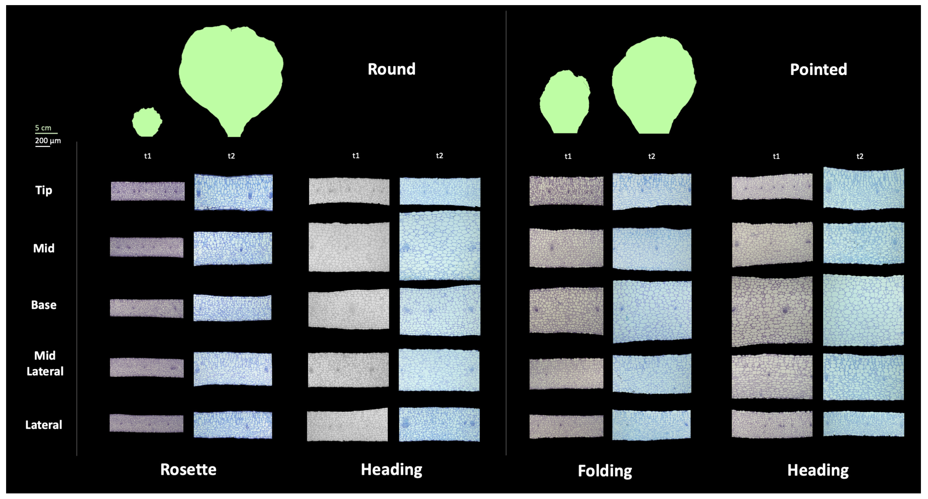 Plants 13 00656 g006