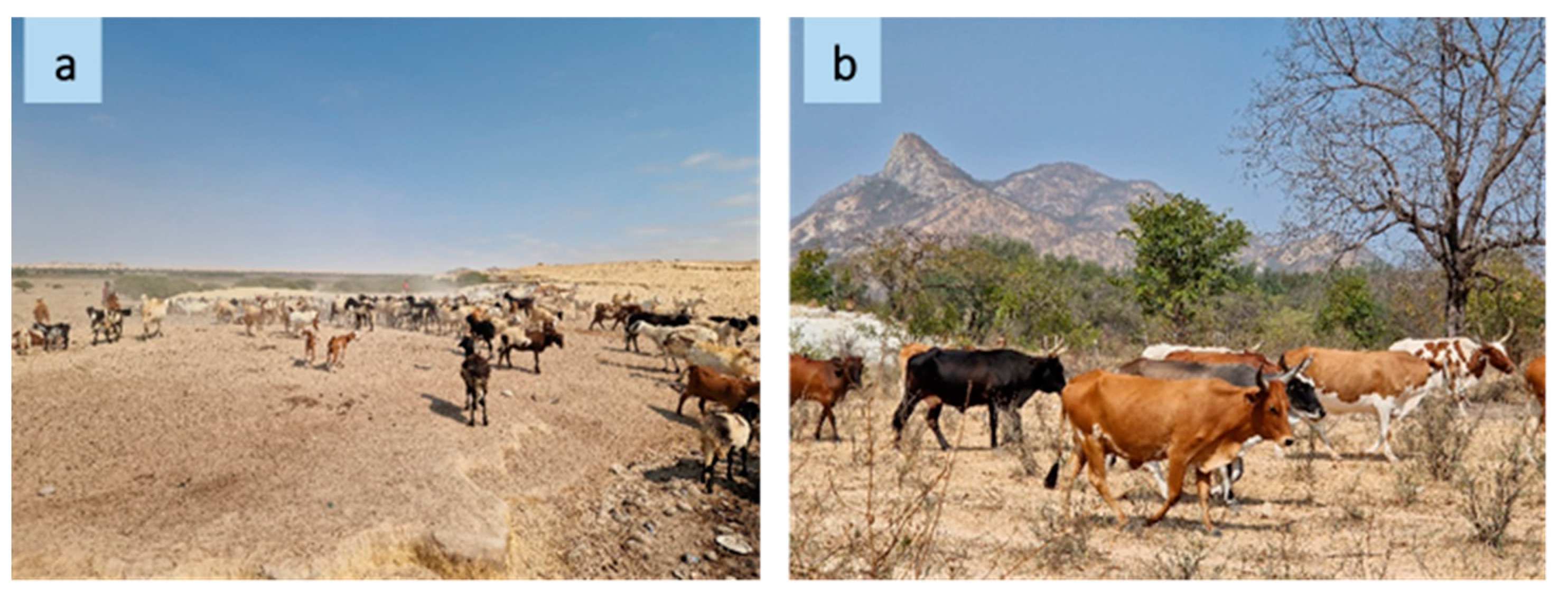 Plants 13 00670 g001 Plants 13 00670 g001