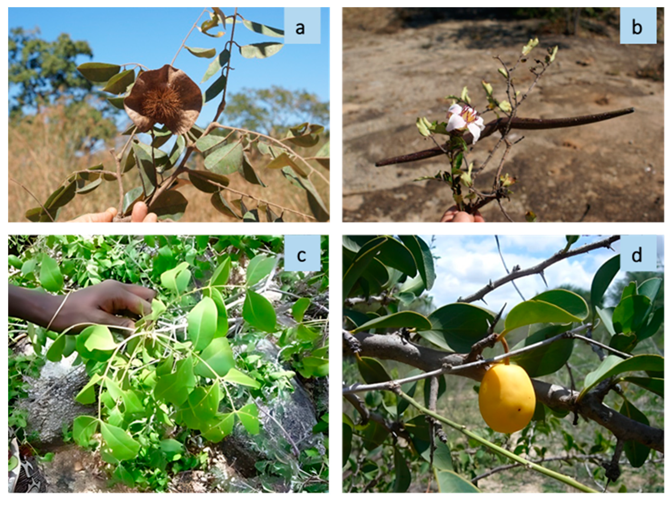 Plants 13 00670 g004 Plants 13 00670 g004