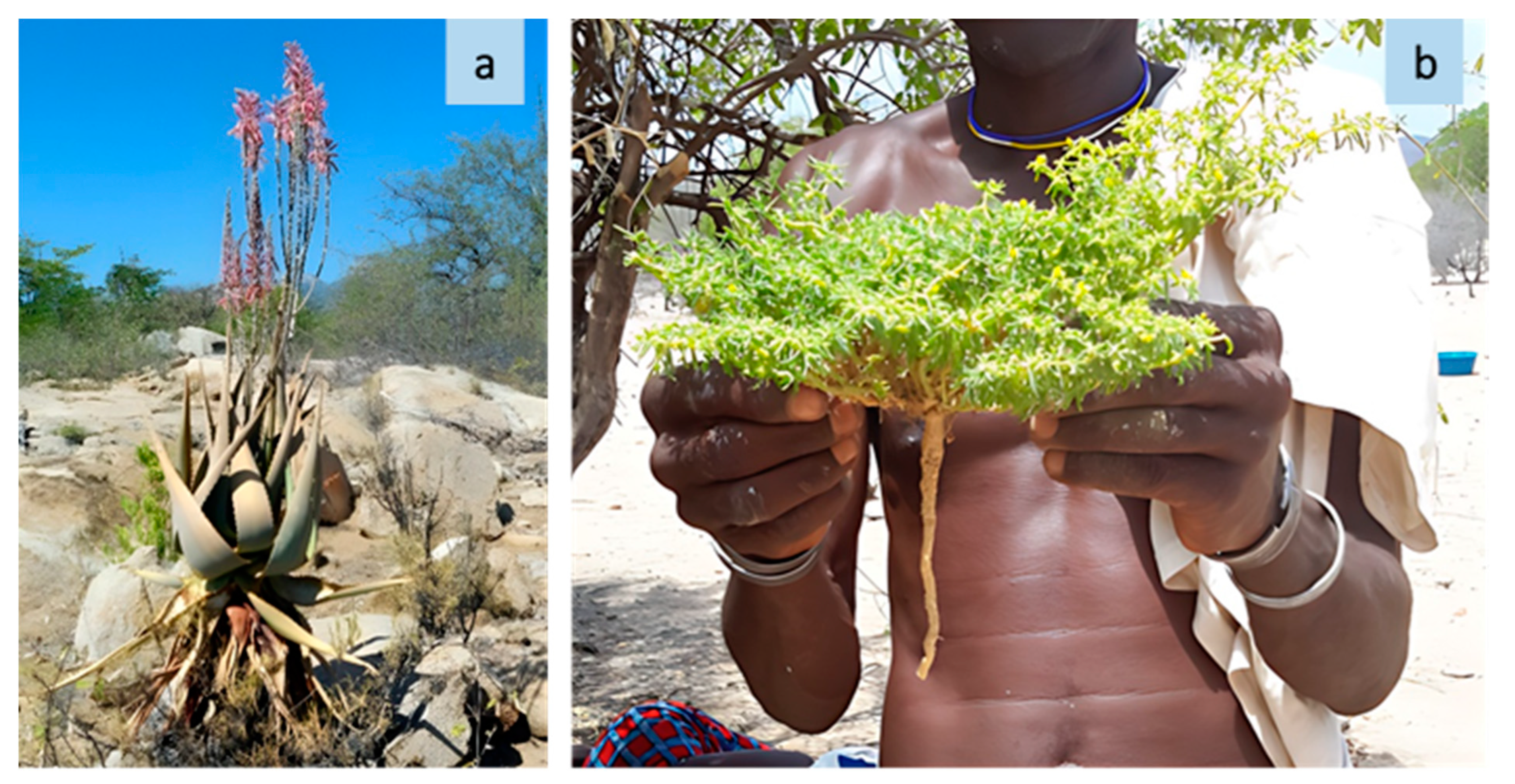 Plants 13 00670 g005 Plants 13 00670 g005