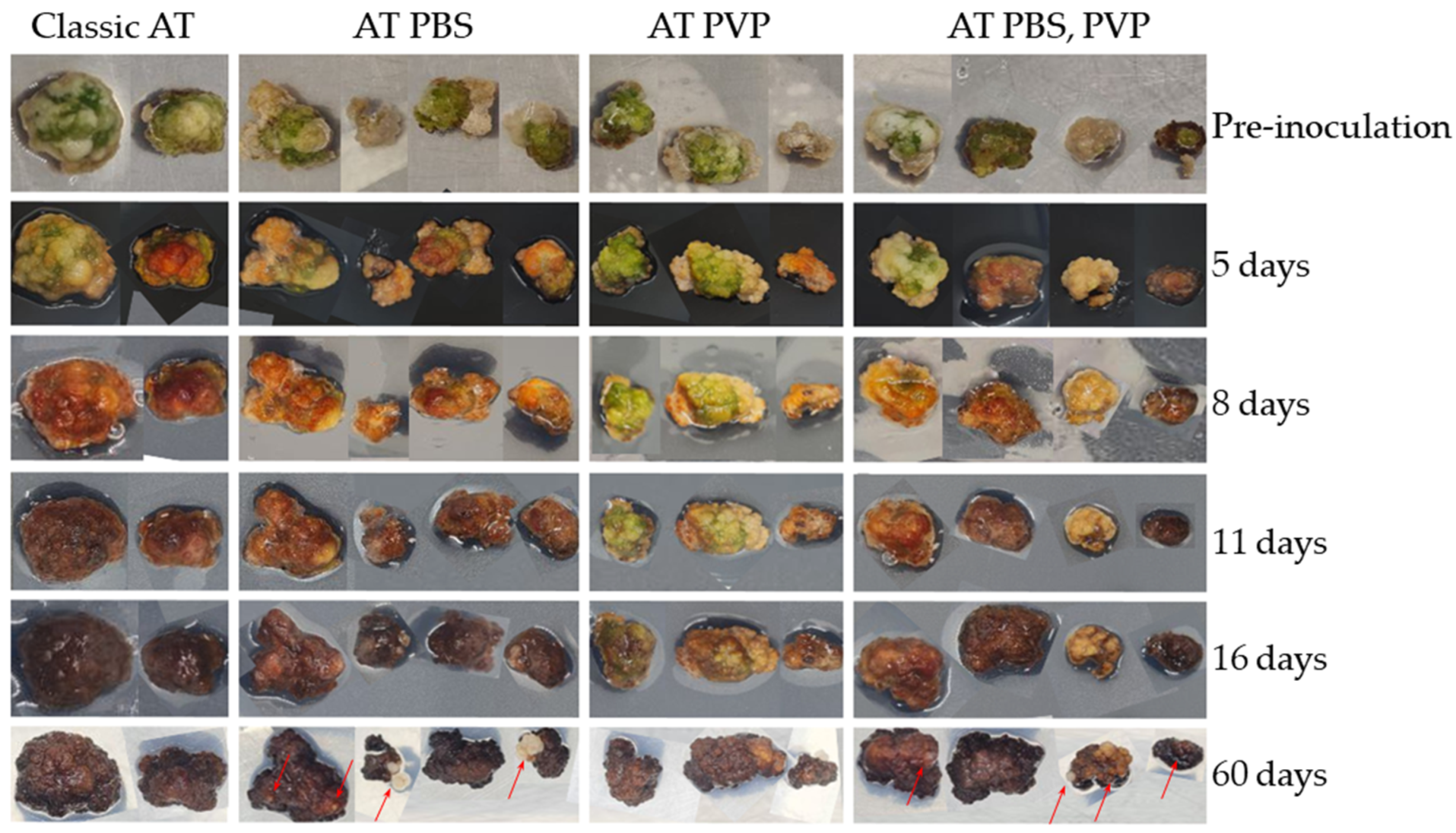 Plants 13 00675 g001