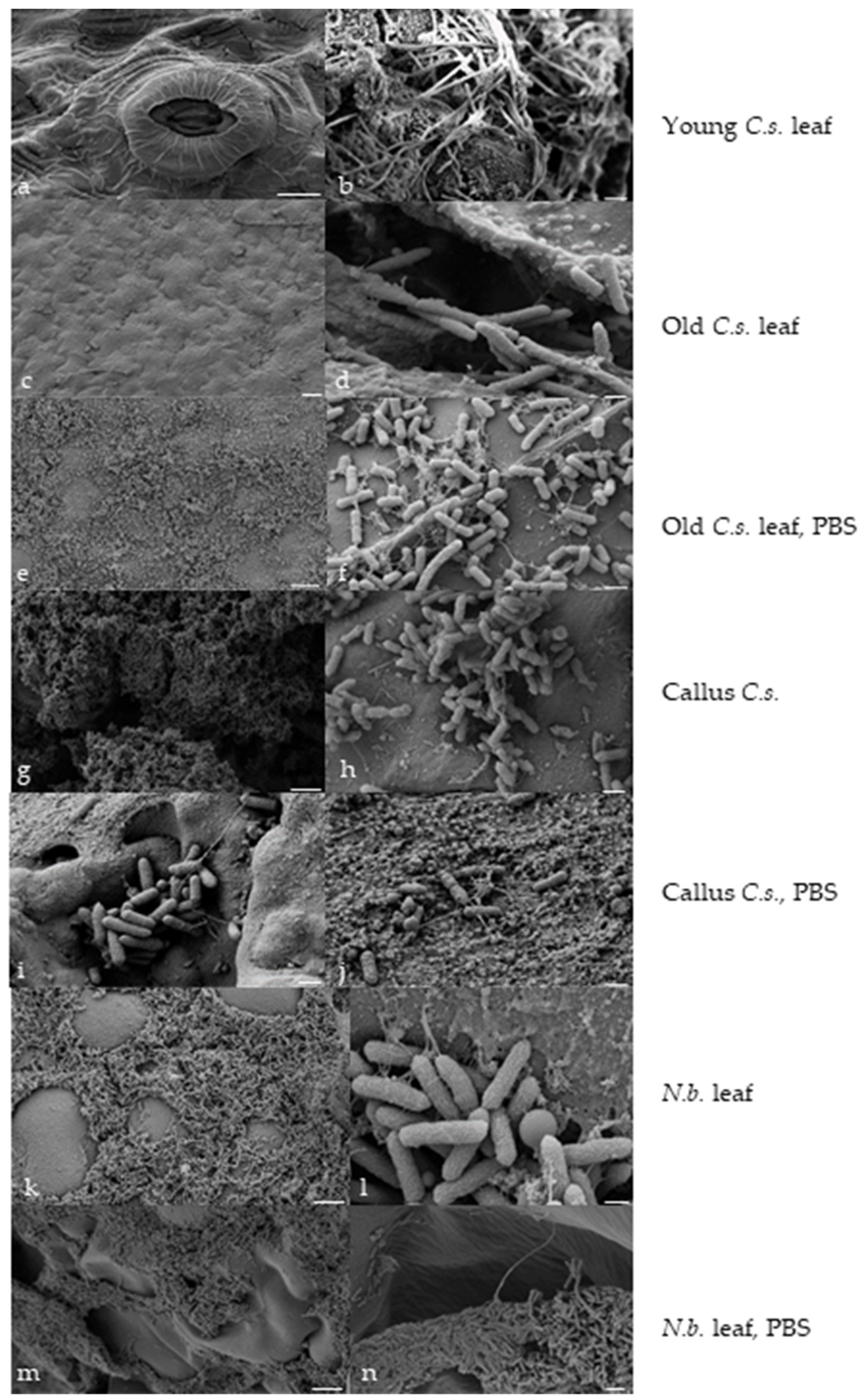 Plants 13 00675 g003