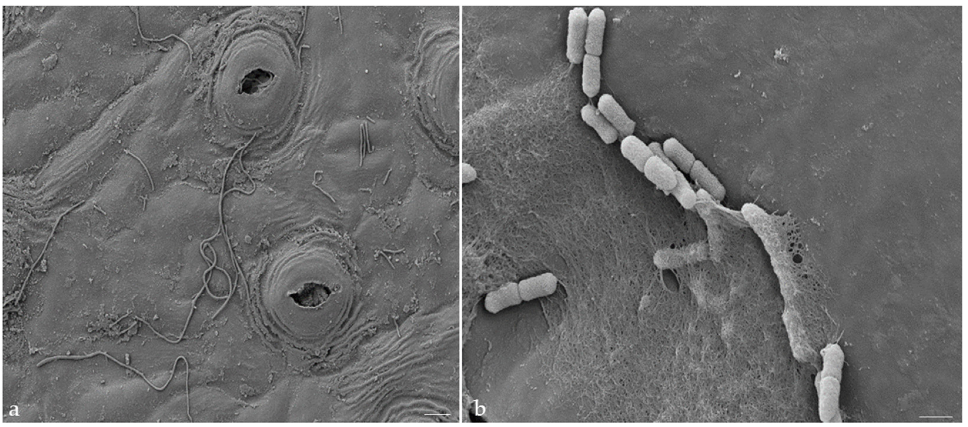 Plants 13 00675 g004