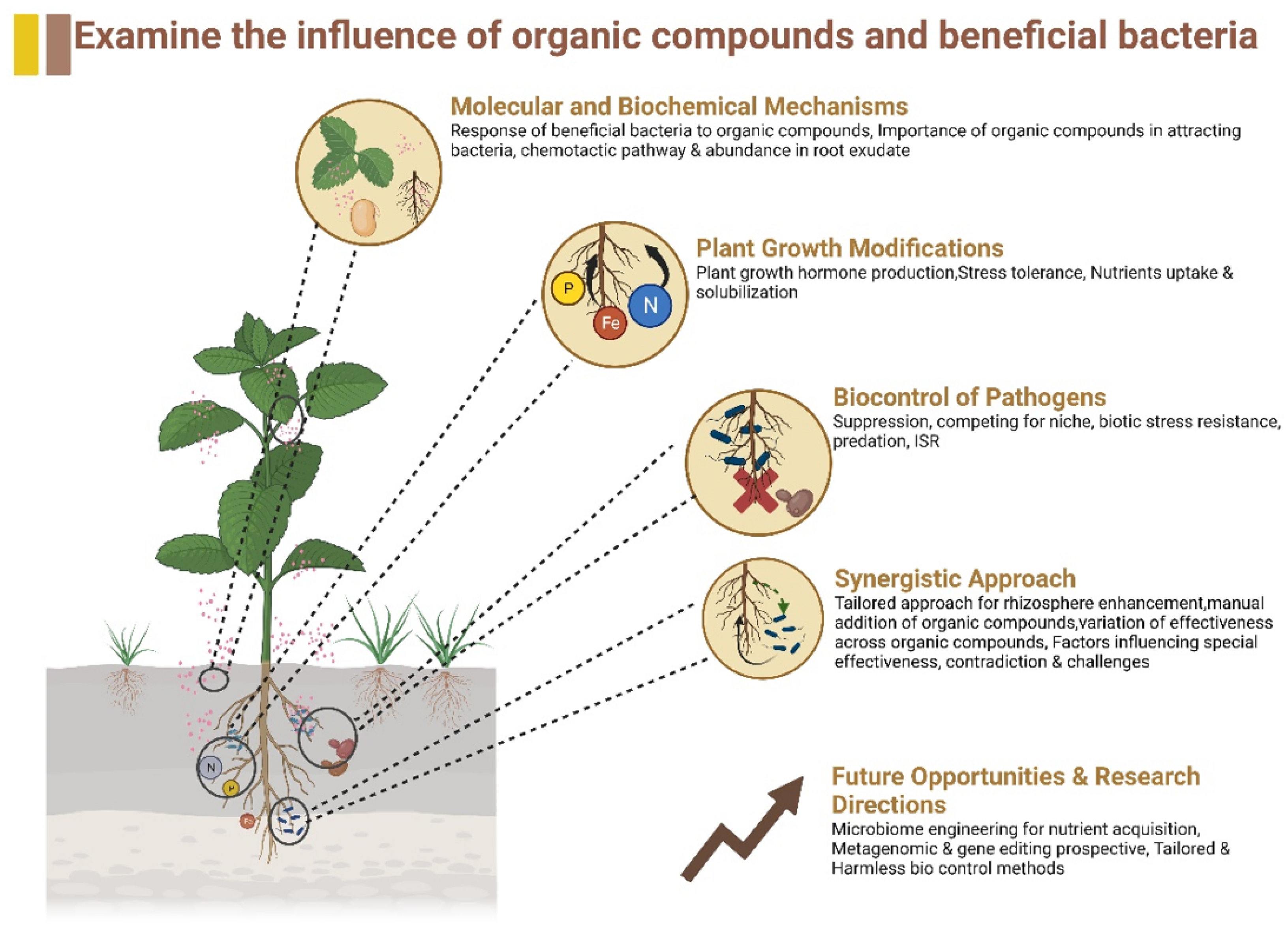 Plants 13 00695 g001