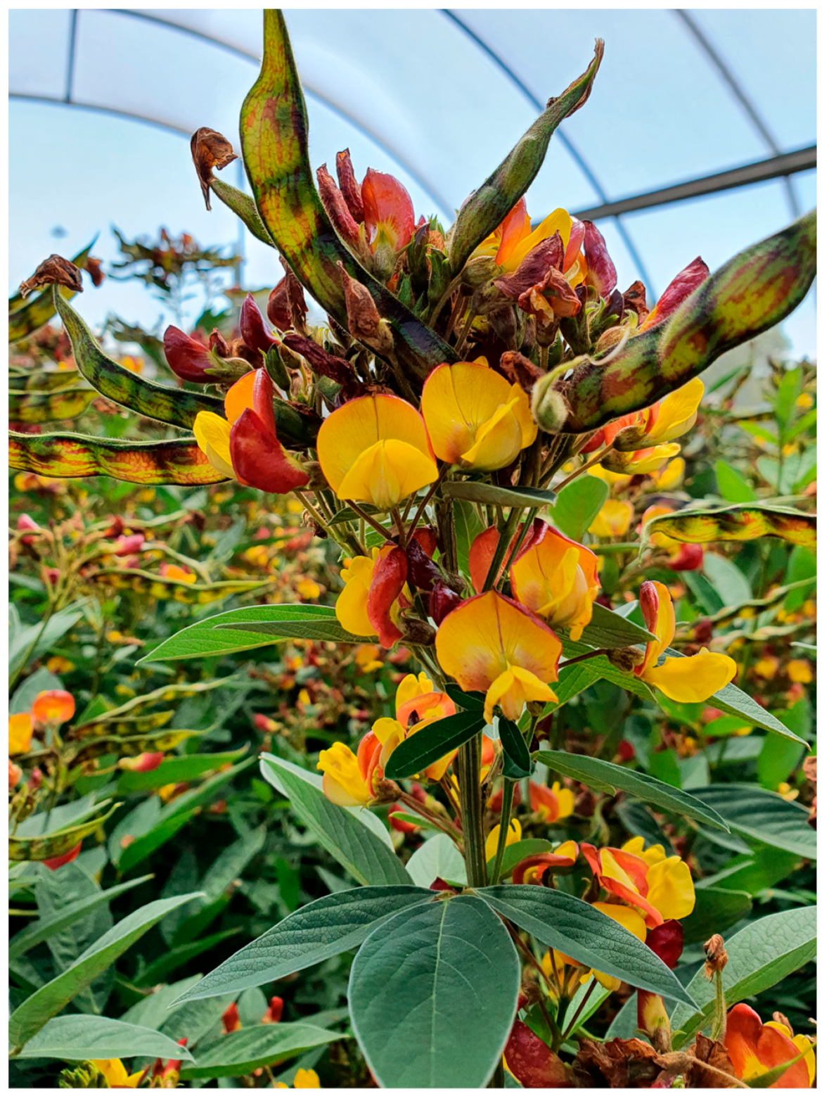 Plants 13 00696 g001