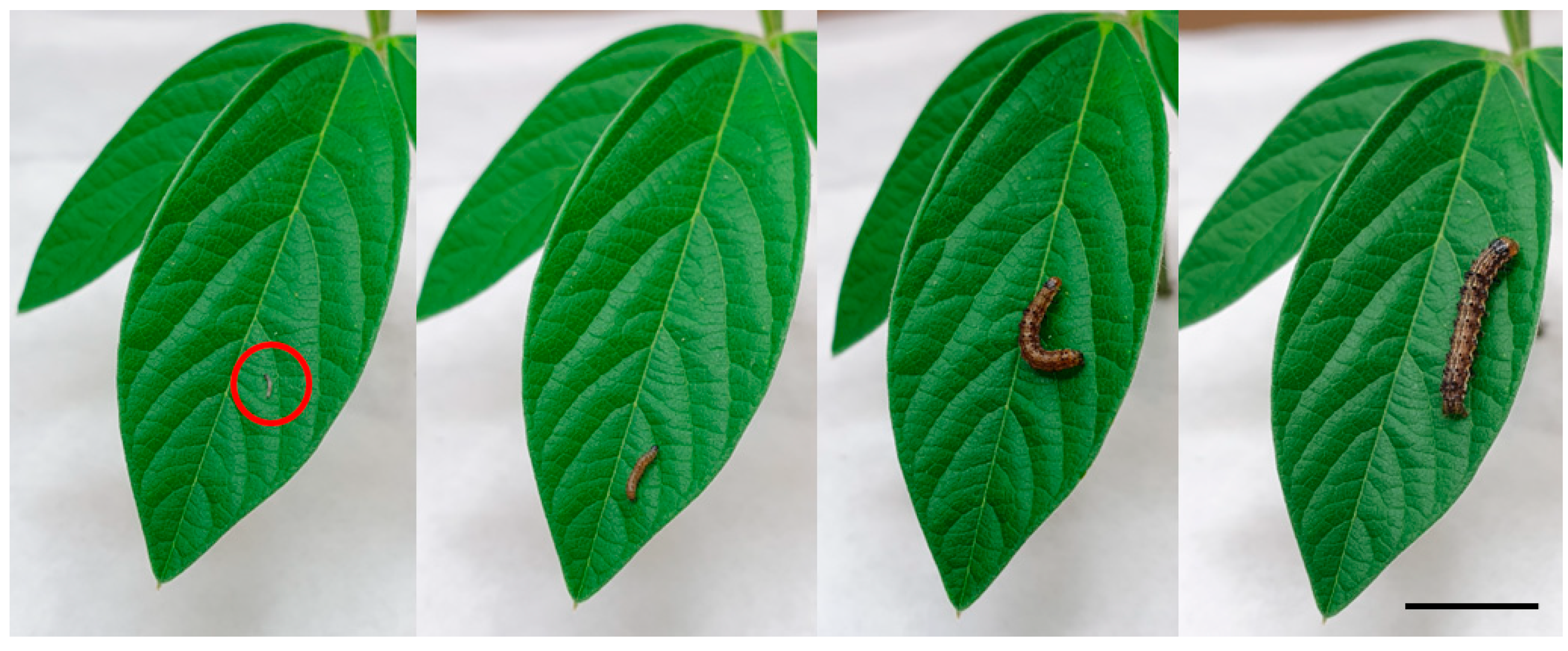 Plants 13 00696 g002