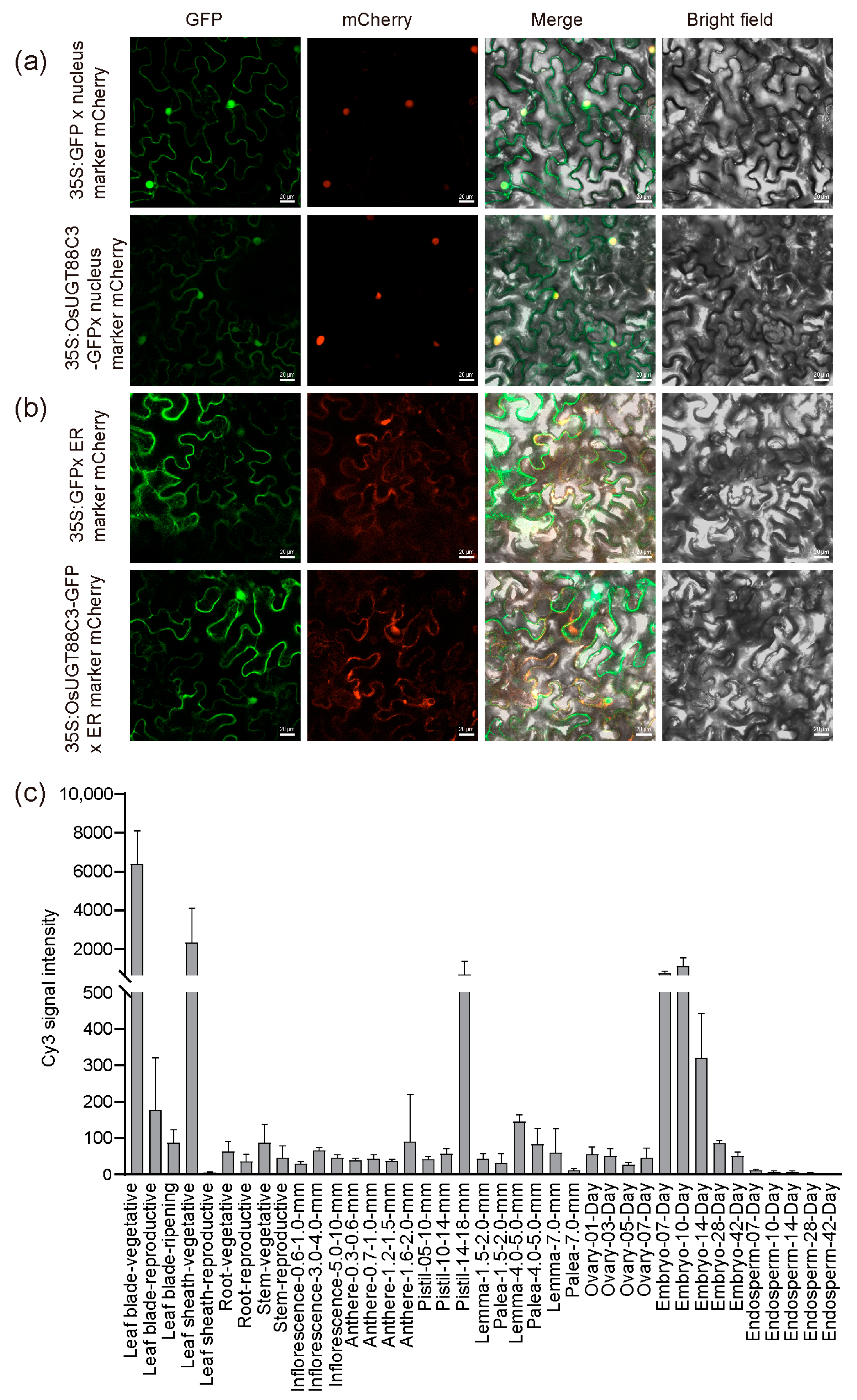 Plants 13 00697 g007