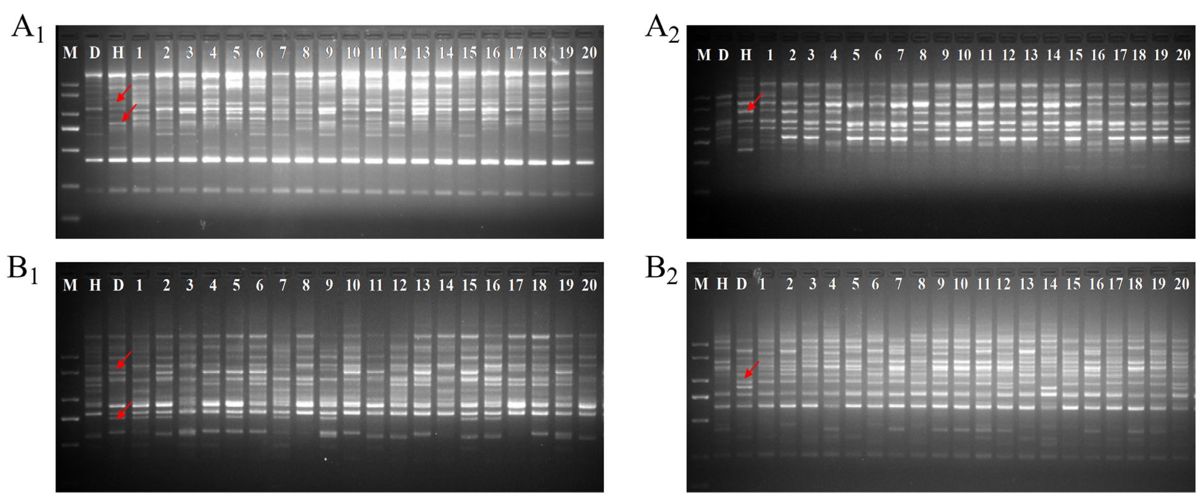 Plants 13 00699 g001
