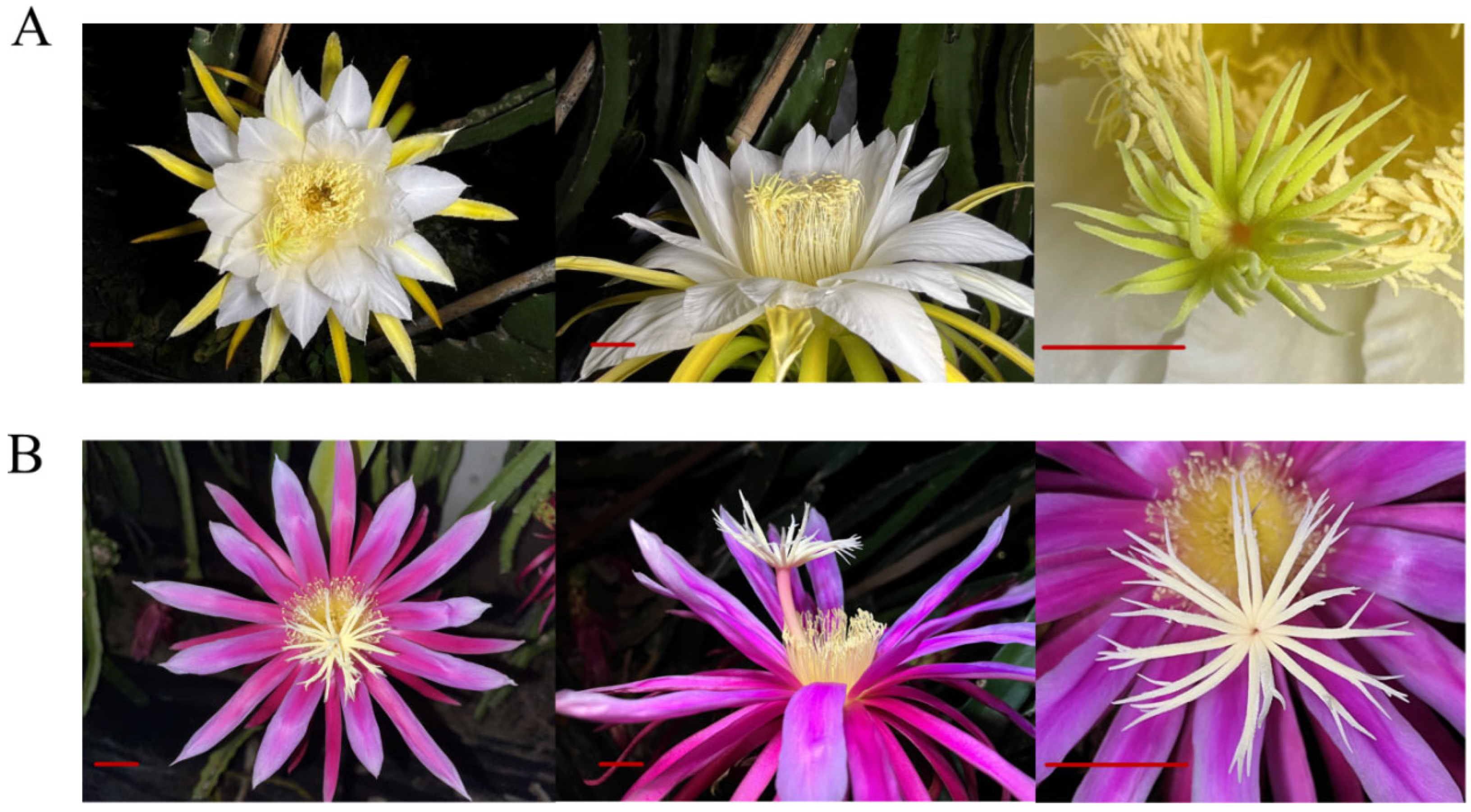 Plants 13 00699 g005