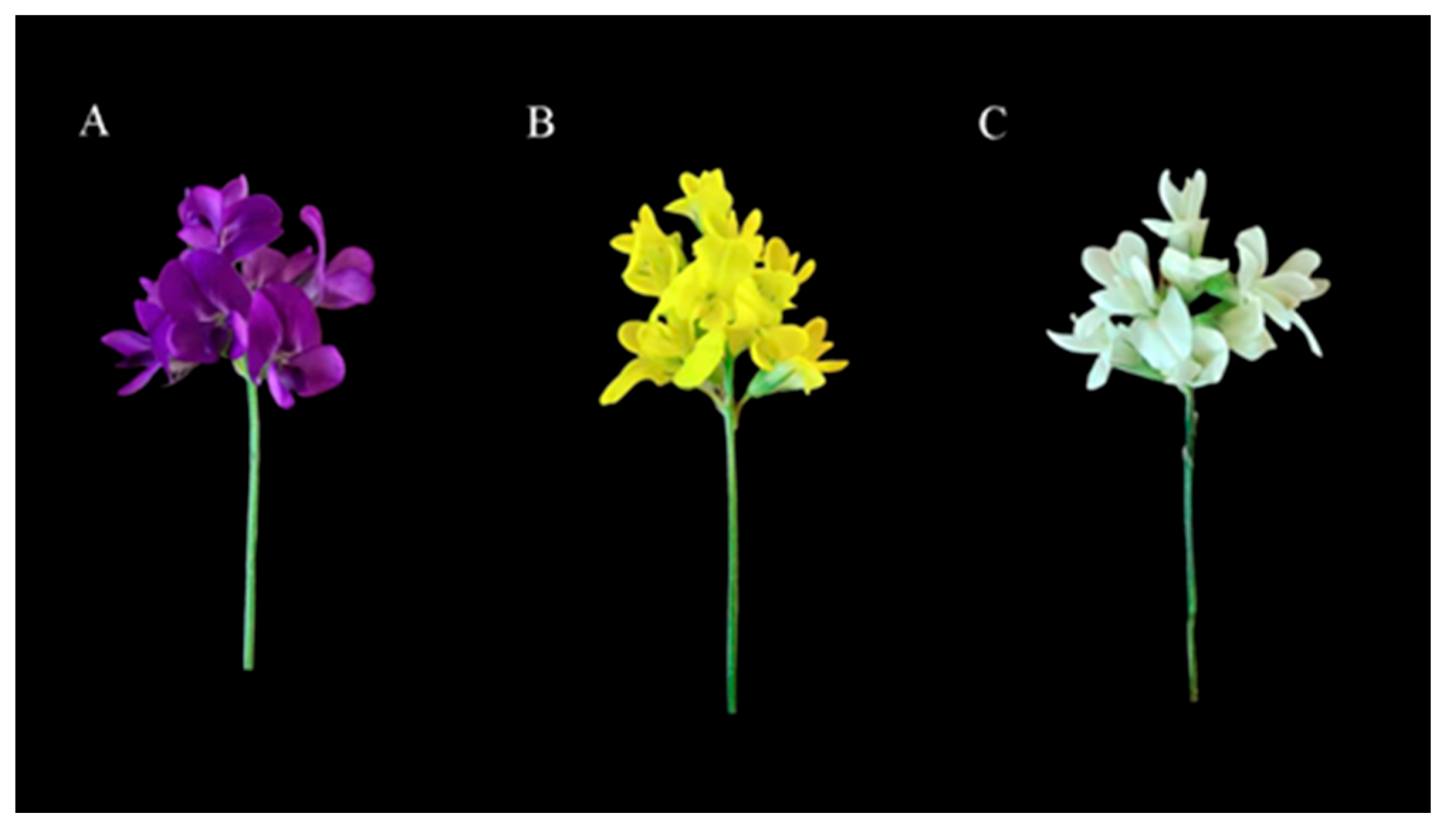 Plants 13 00700 g001