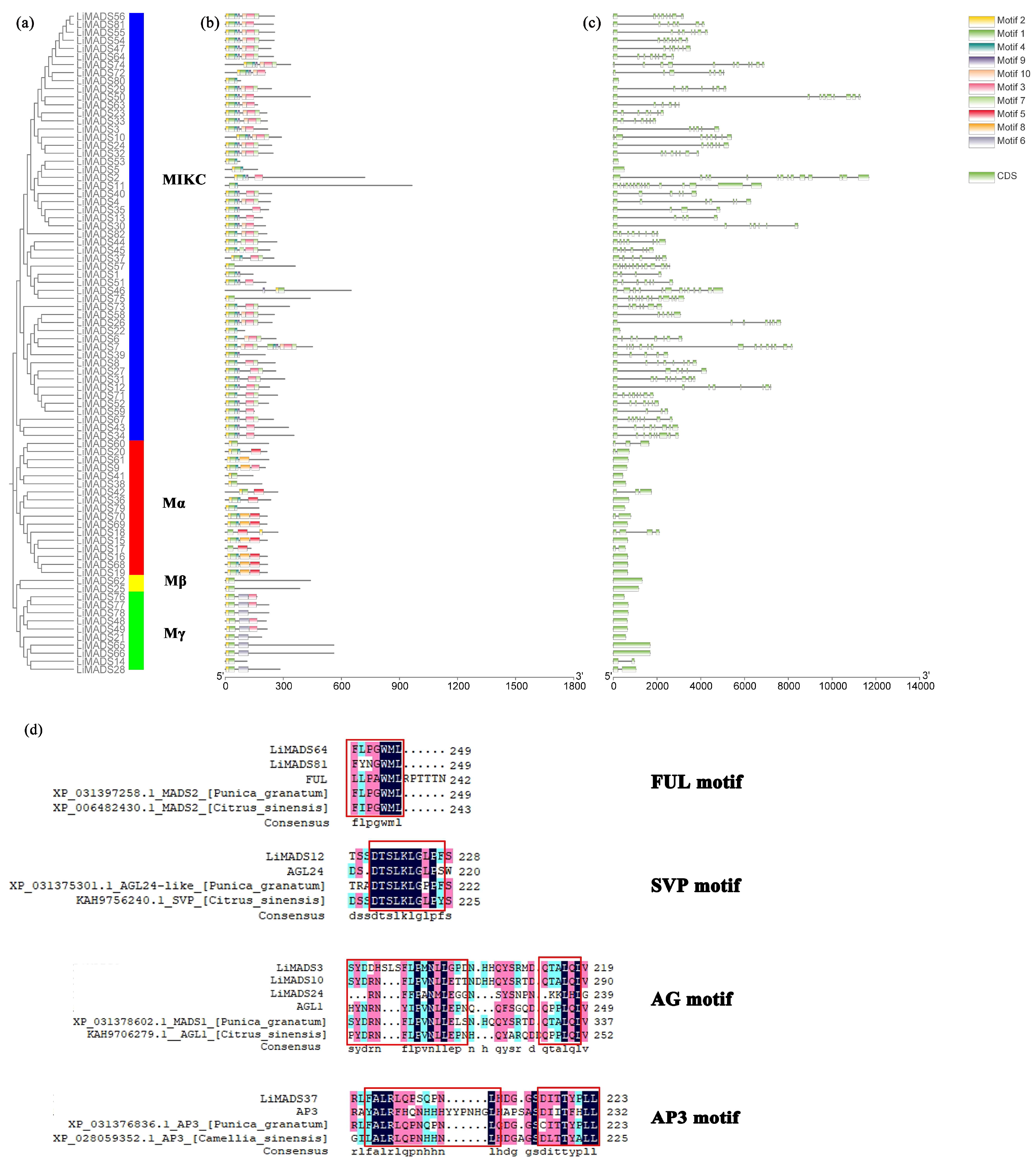 Plants 13 00709 g004