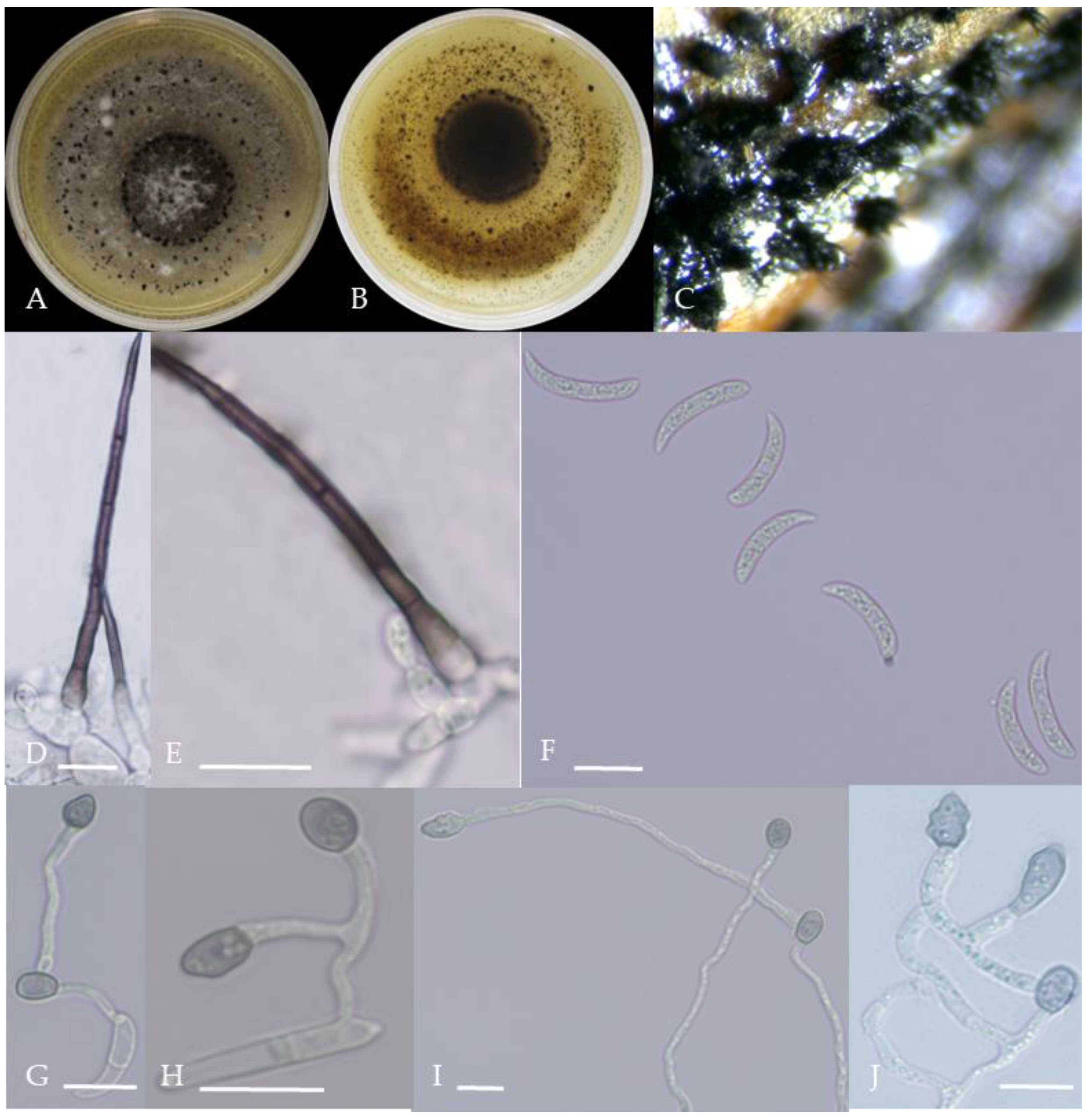 Plants 13 00728 g005