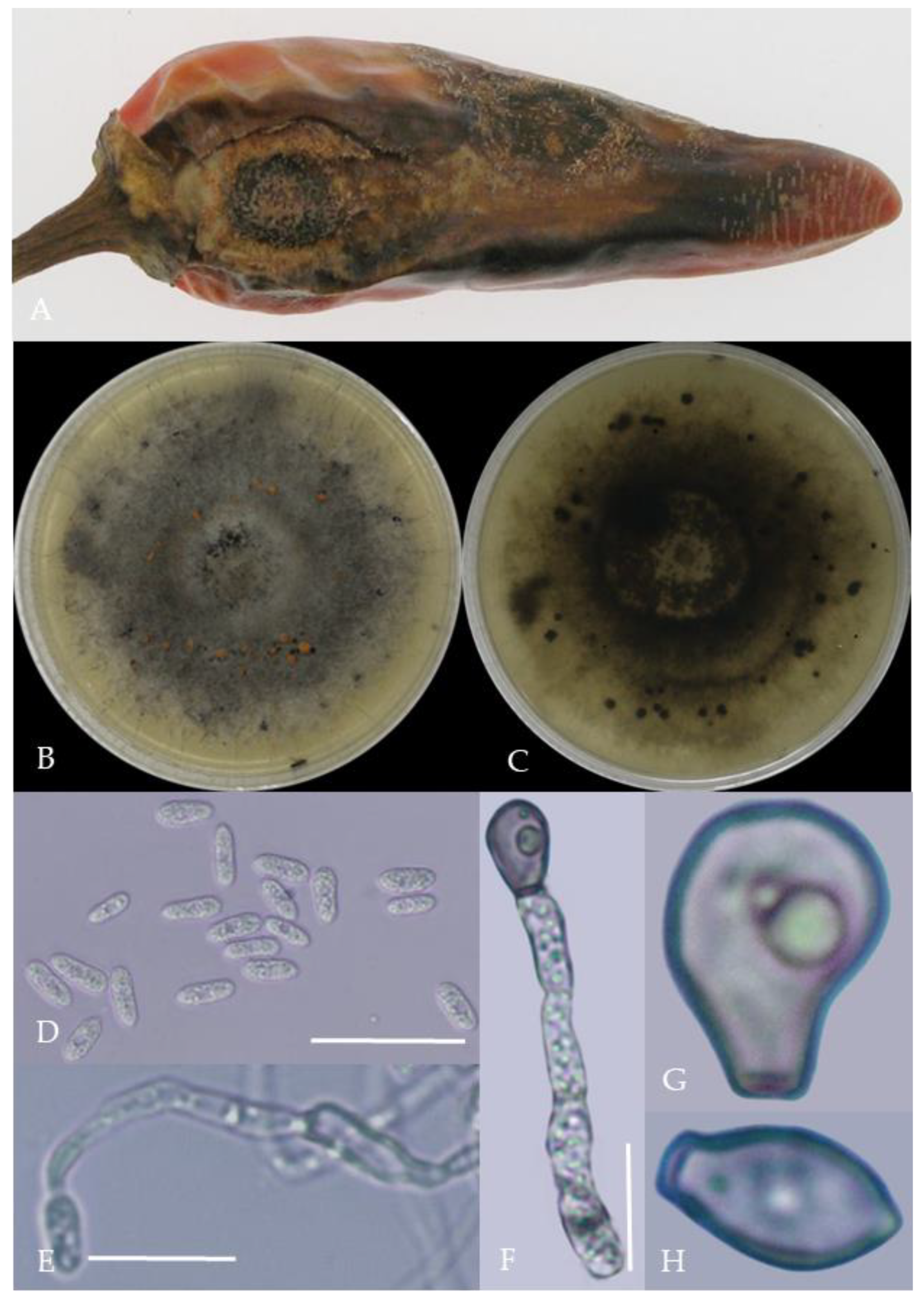 Plants 13 00728 g006