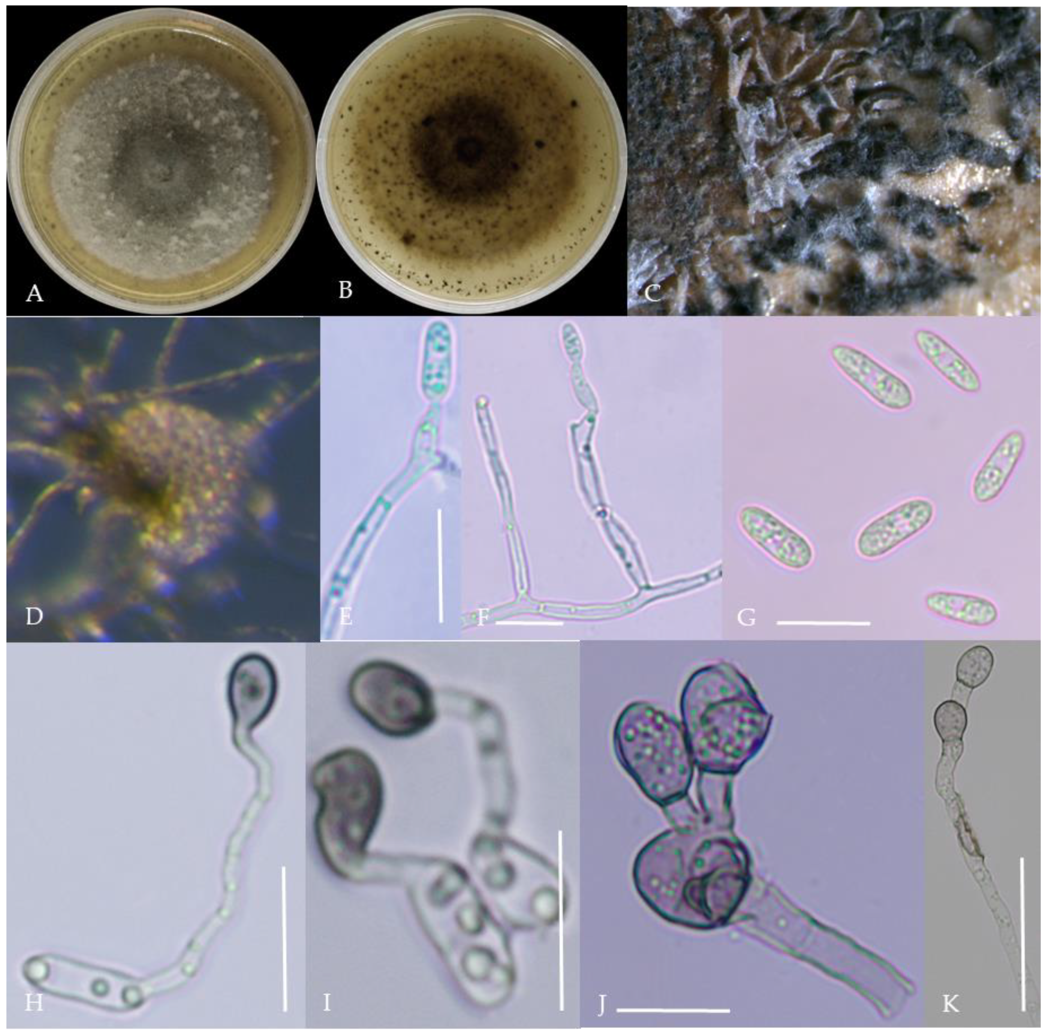 Plants 13 00728 g007