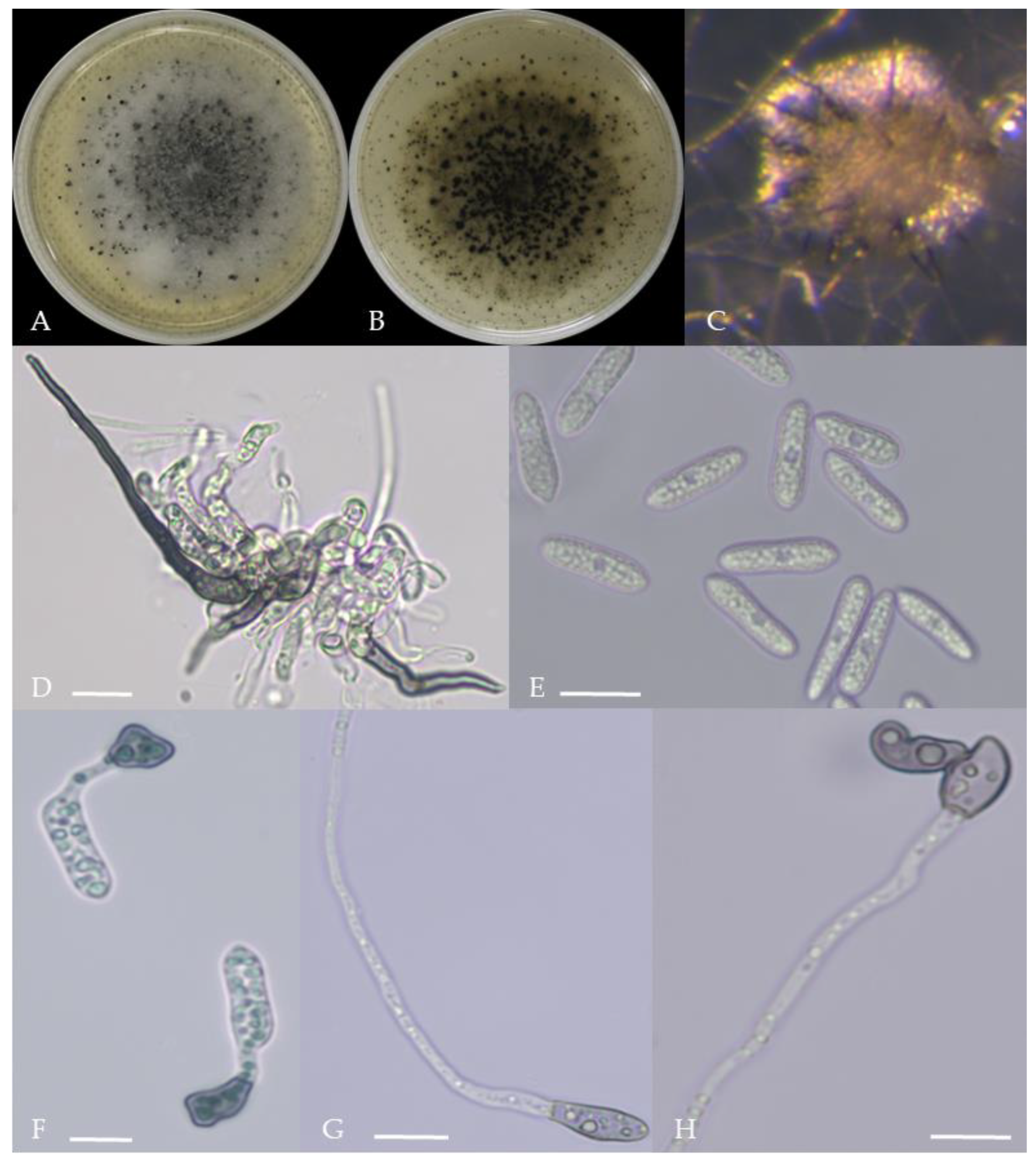 Plants 13 00728 g011