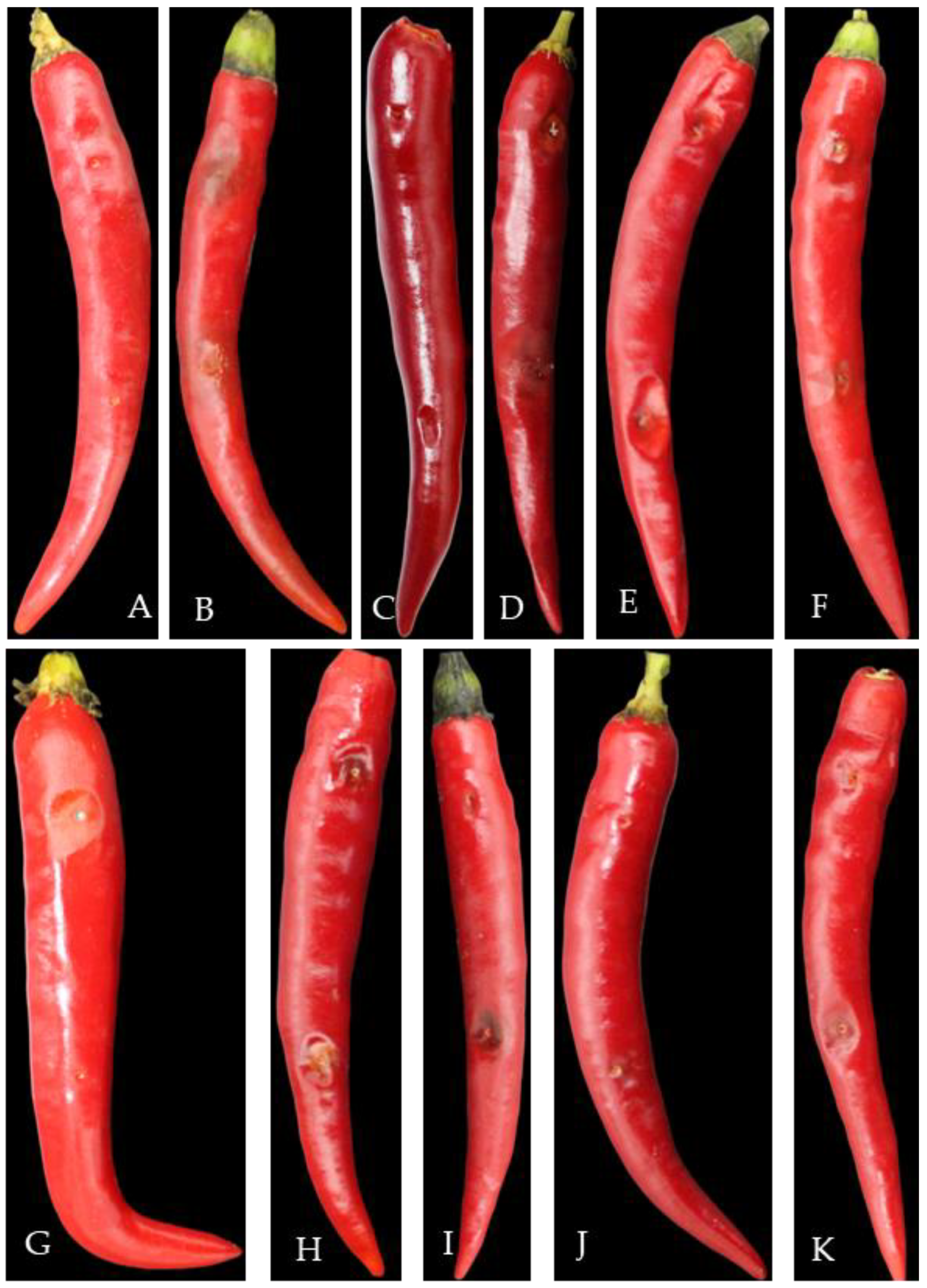 Plants 13 00728 g012