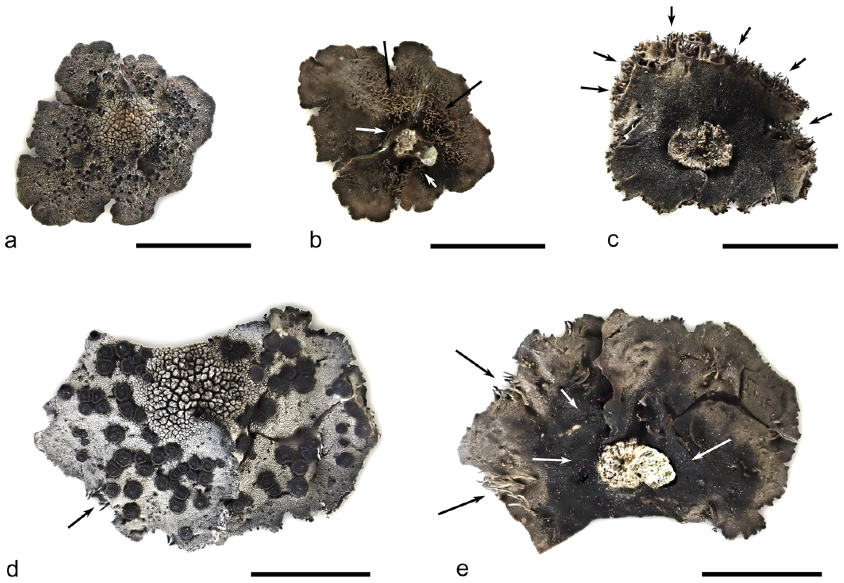 Plants 13 00729 g004