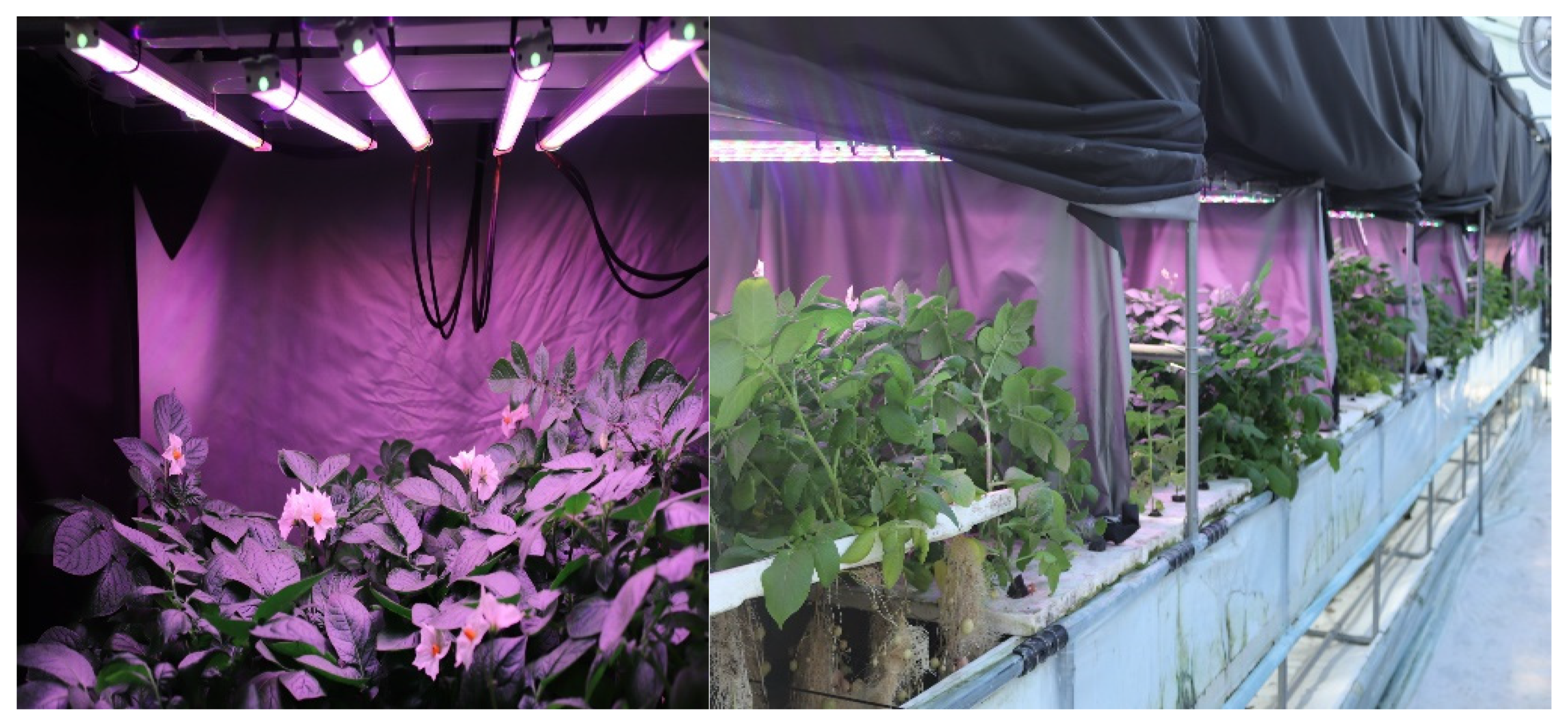 Plants 13 00737 g001