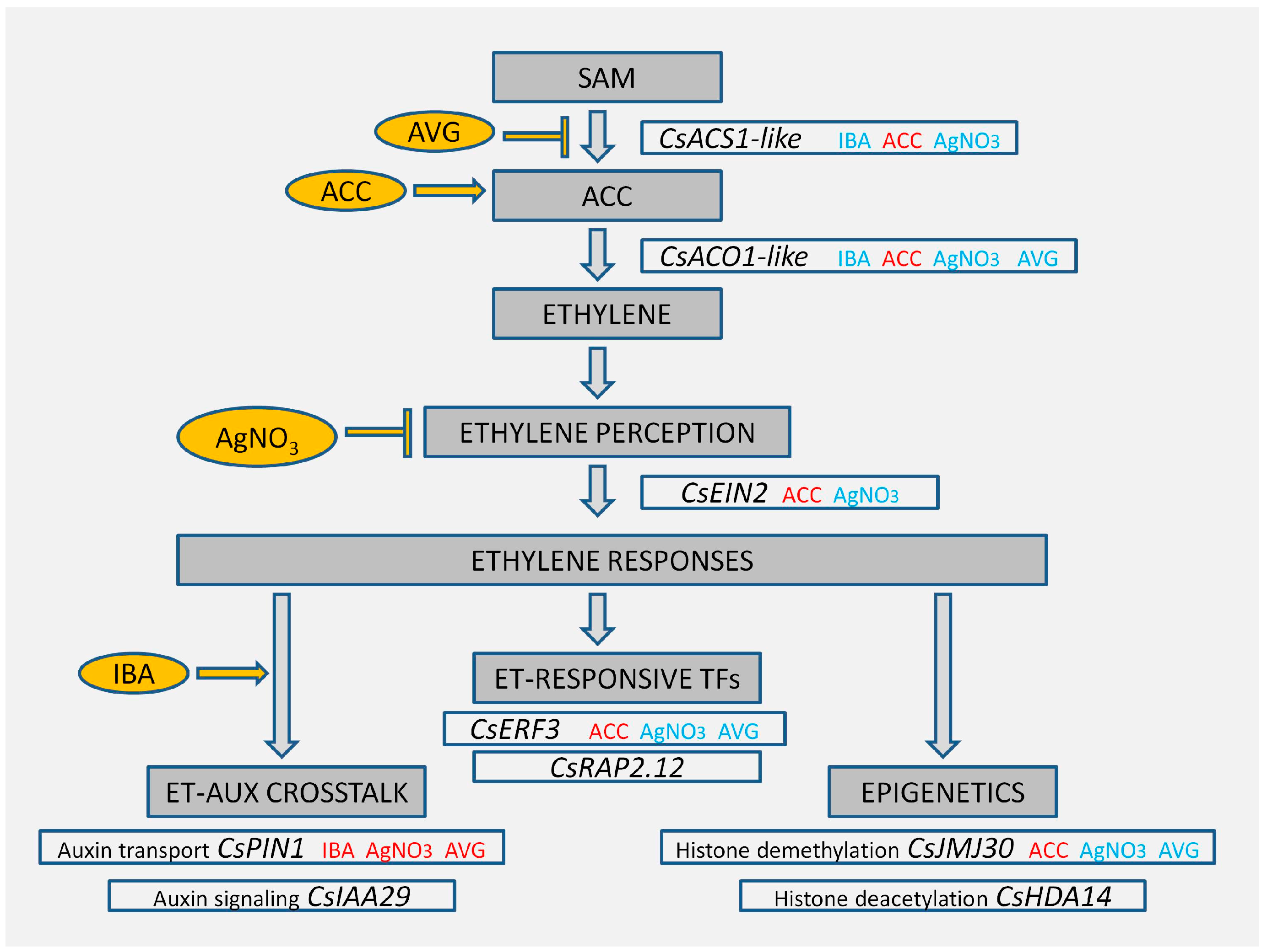 Plants 13 00738 g006