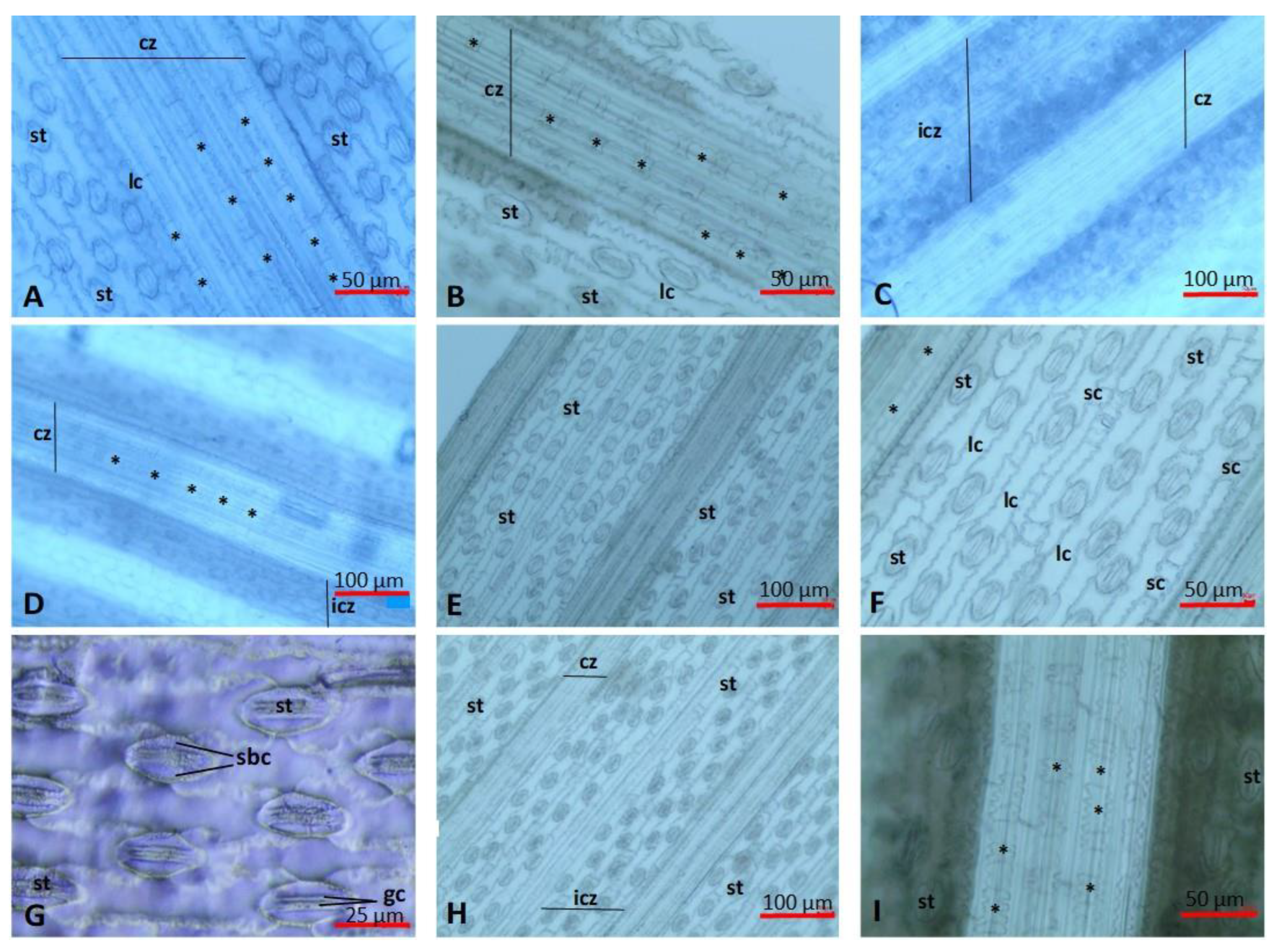 Plants 13 00740 g002