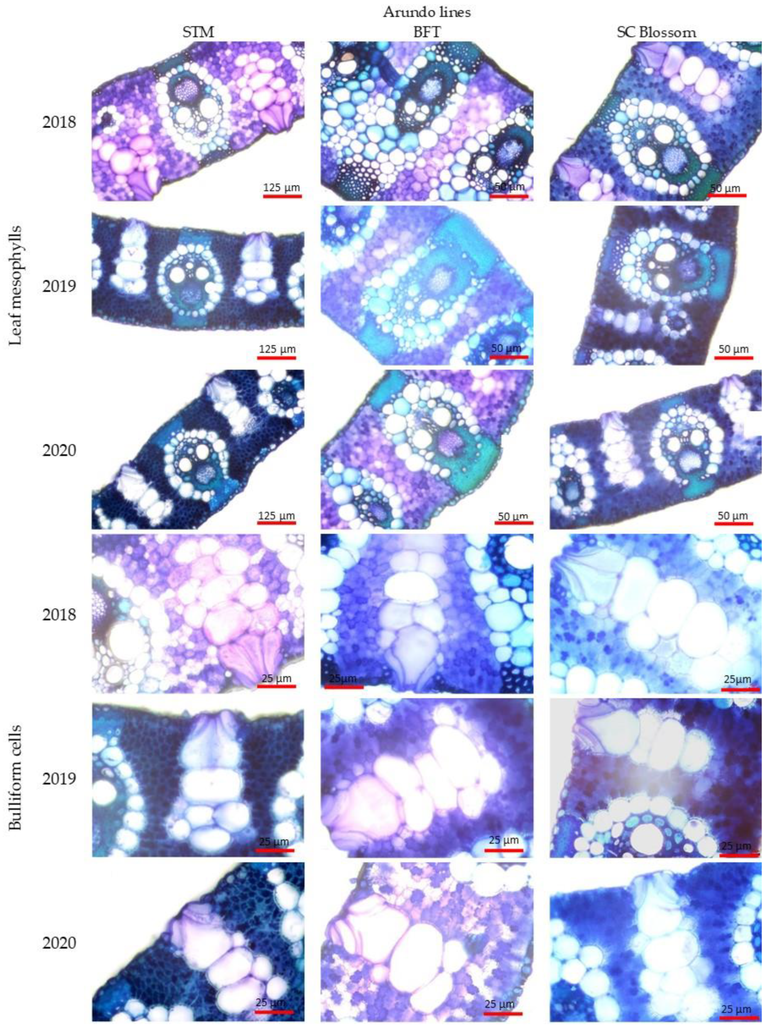 Plants 13 00740 g003