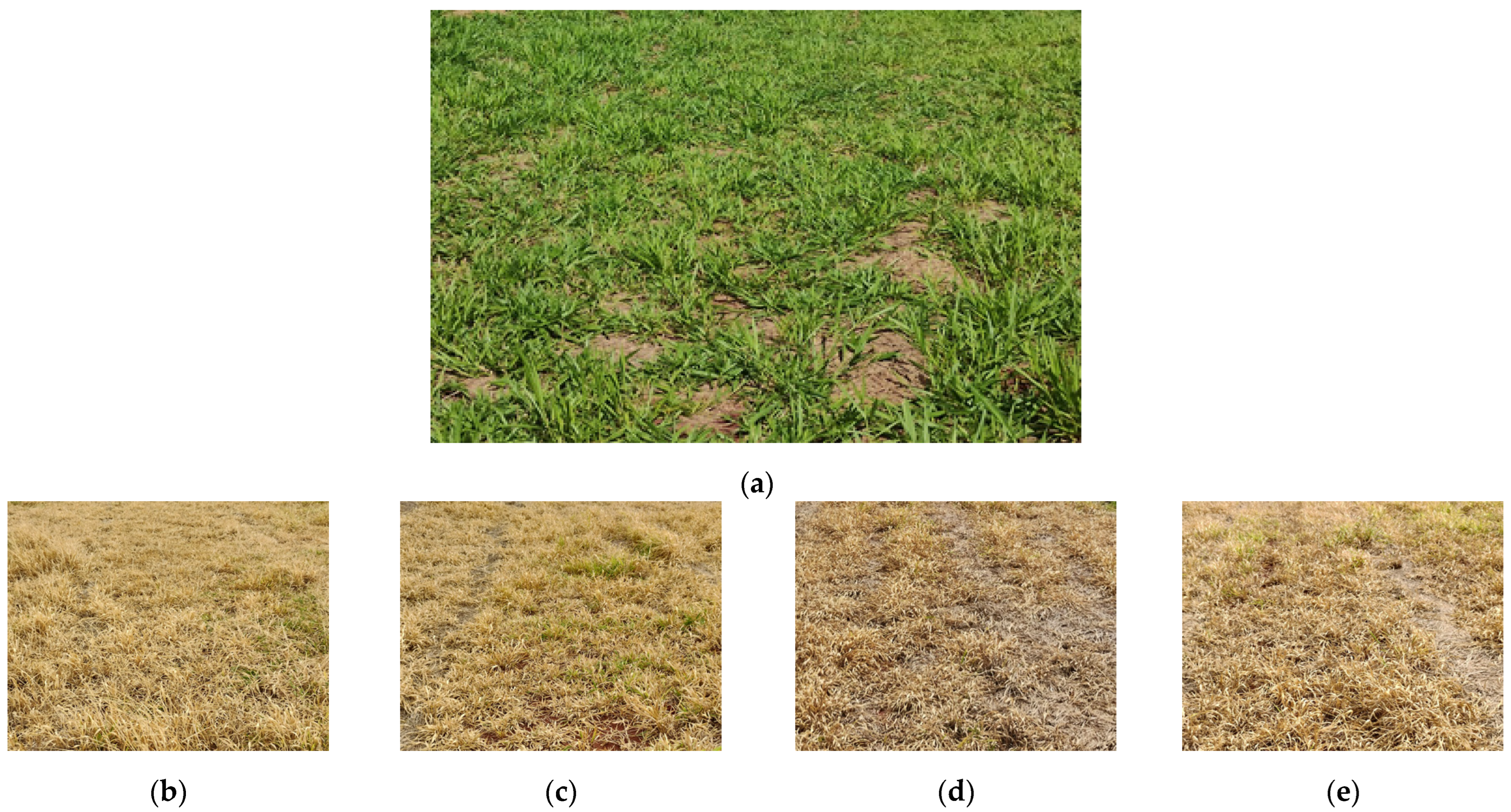 Plants 13 00757 g002