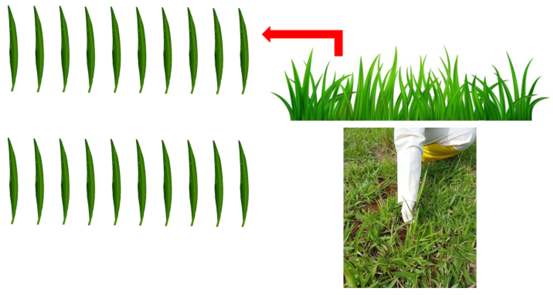 Plants 13 00757 g004