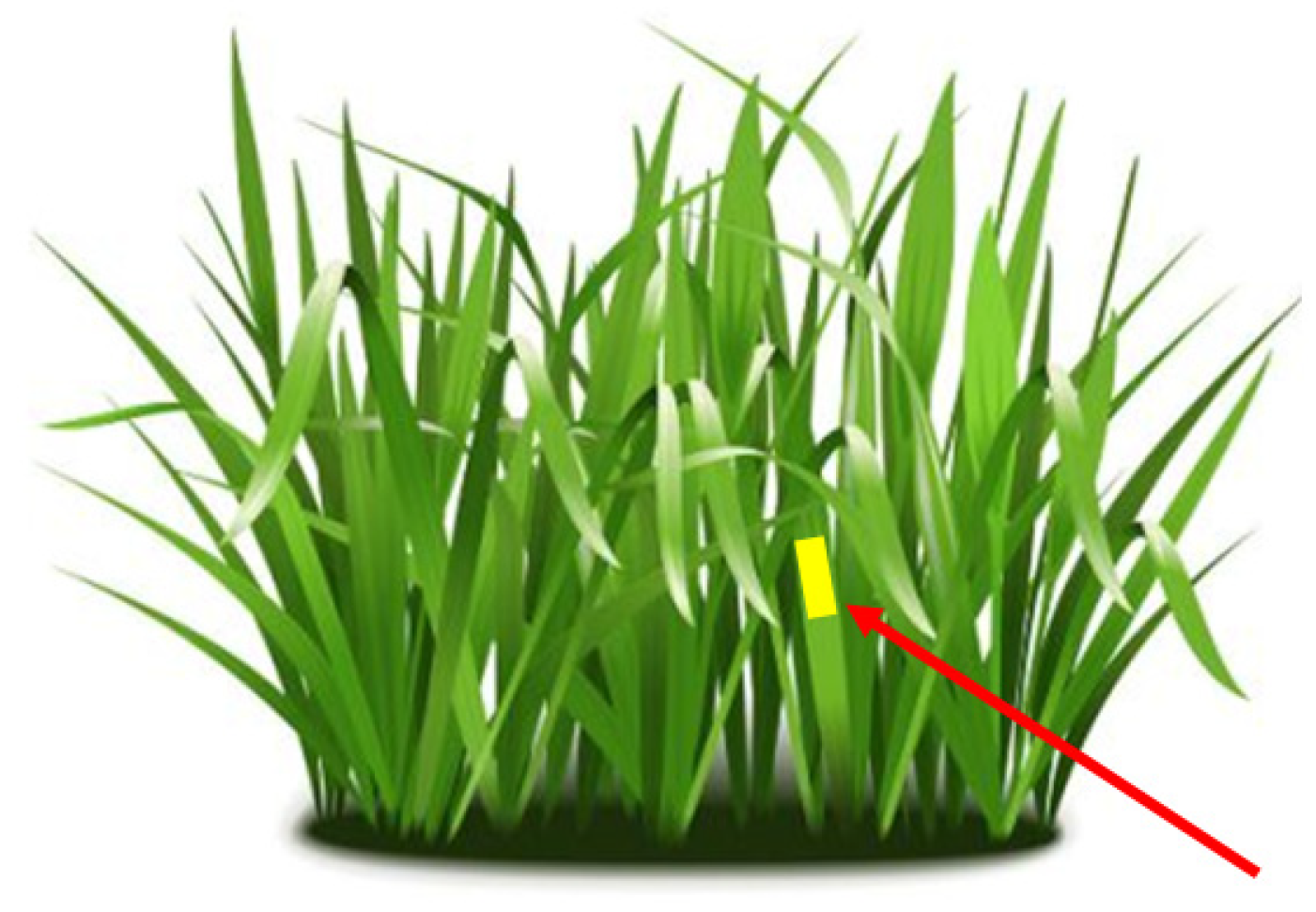 Plants 13 00757 g005