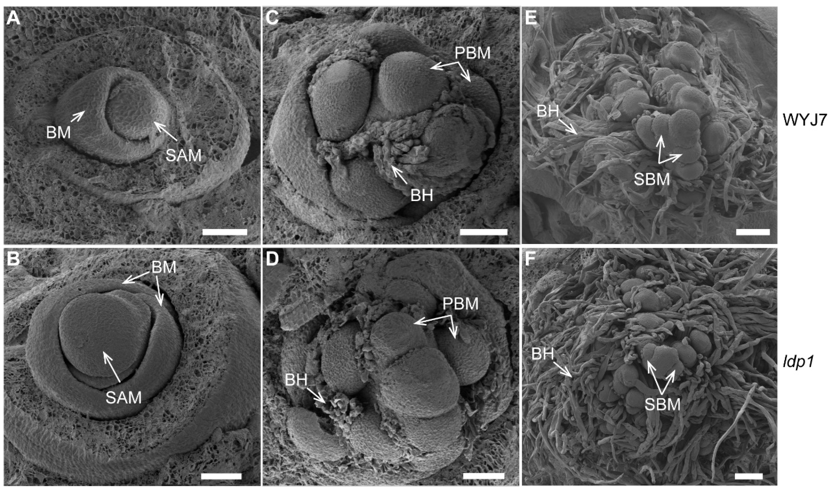 Plants 13 00759 g002
