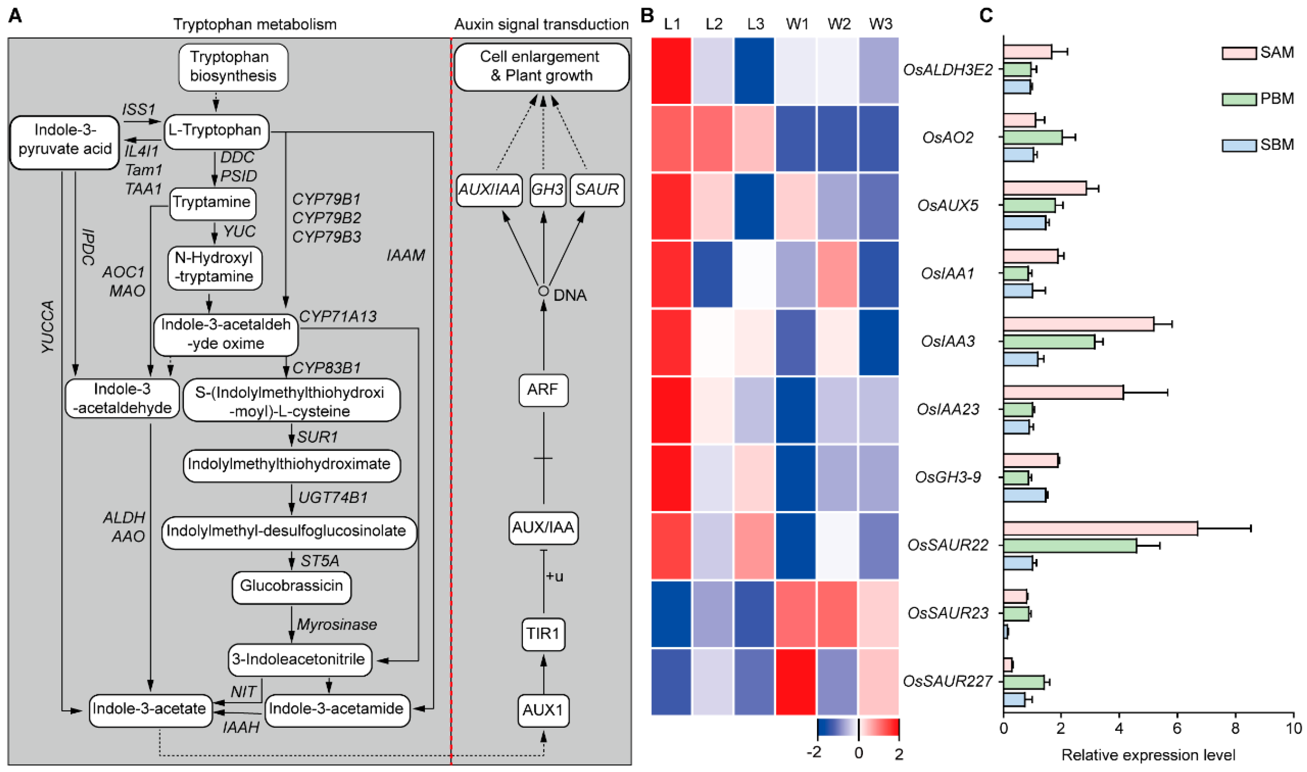 Plants 13 00759 g006