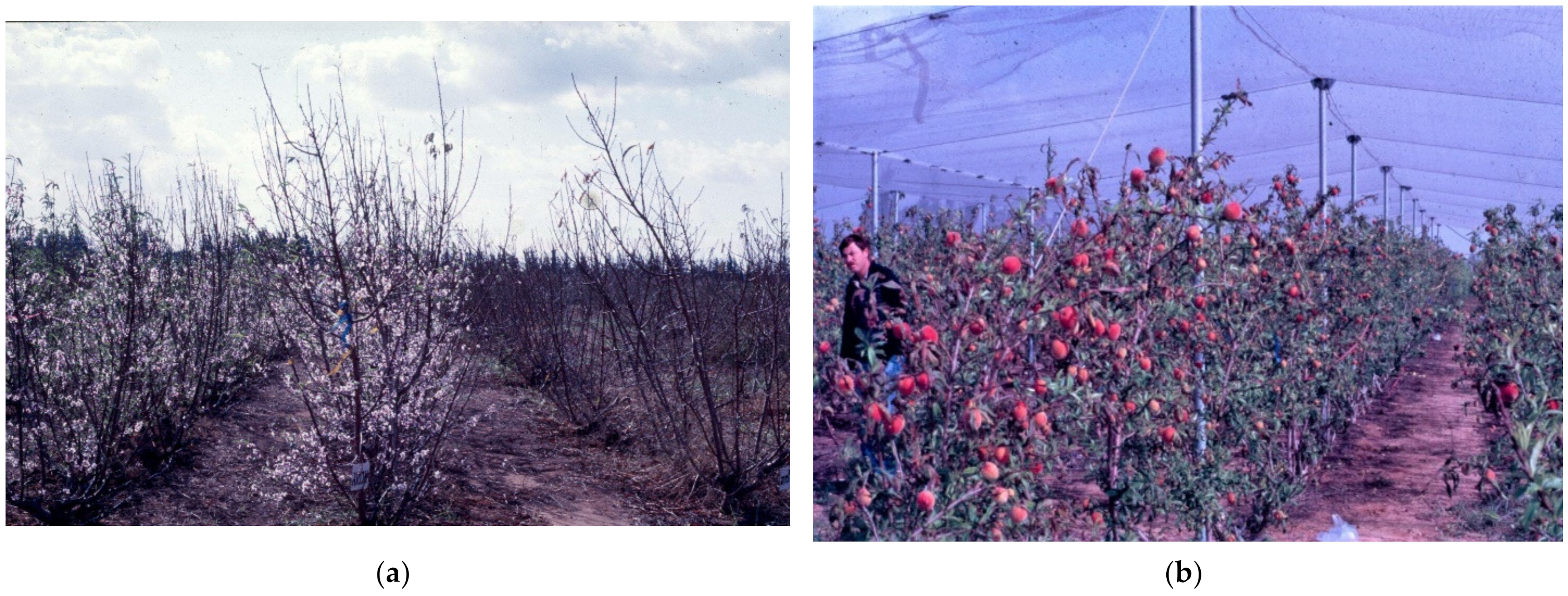 Plants 13 00764 g006