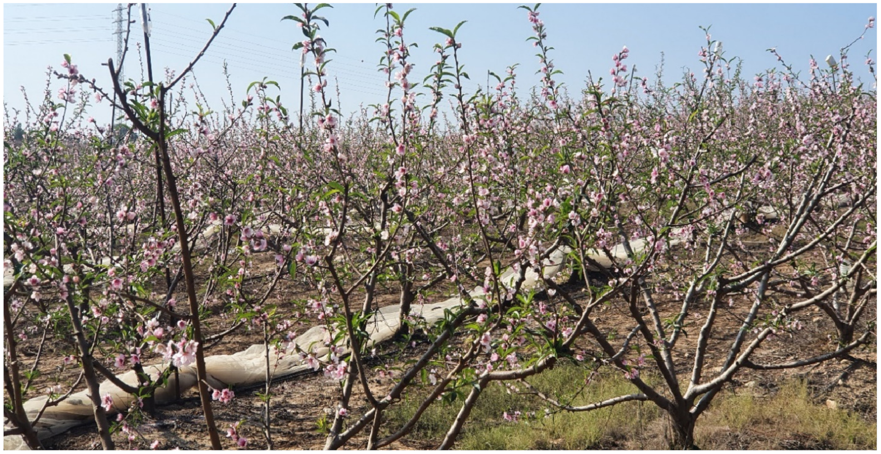 Plants 13 00764 g007