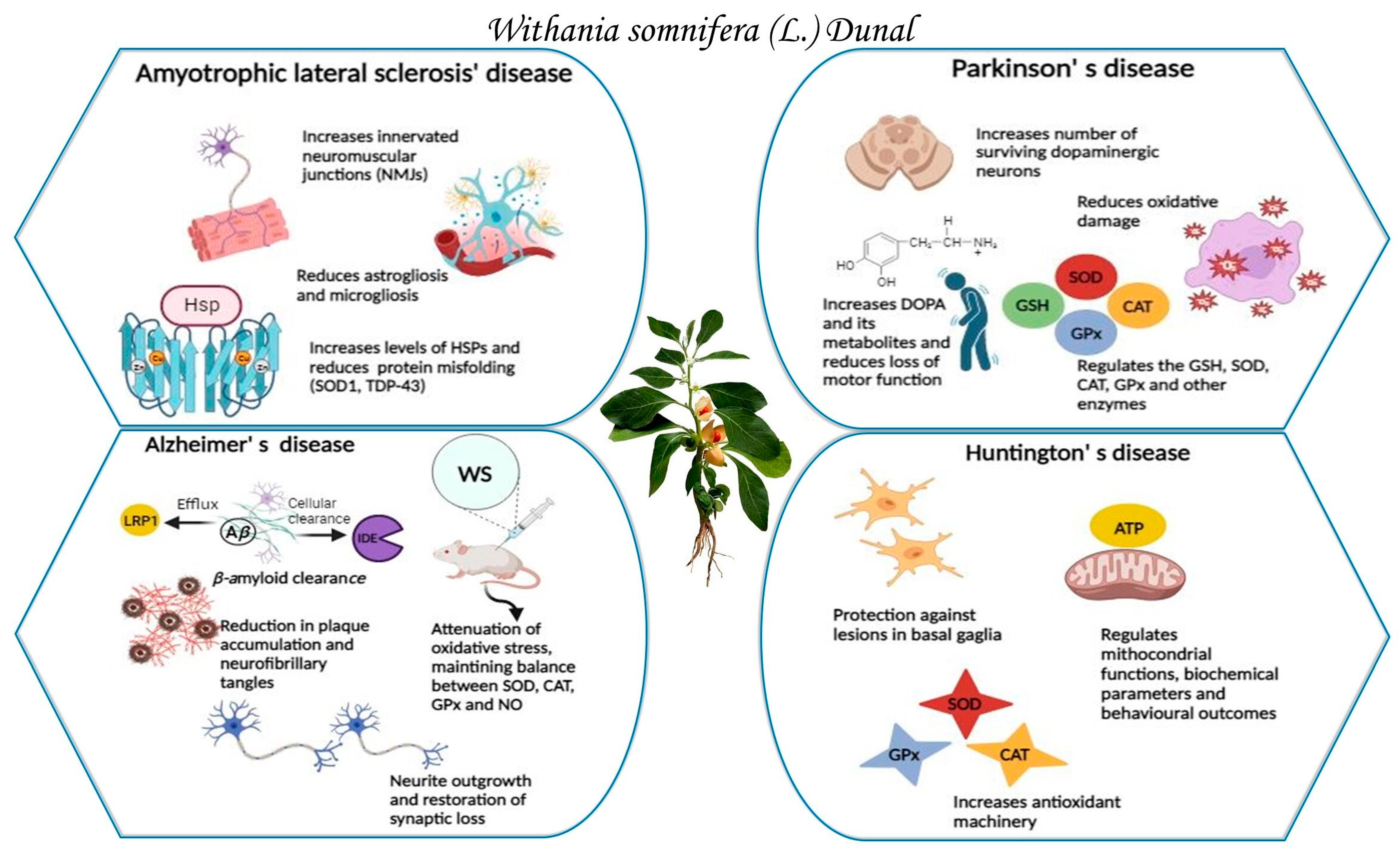 Plants 13 00771 g001 Plants 13 00771 g001