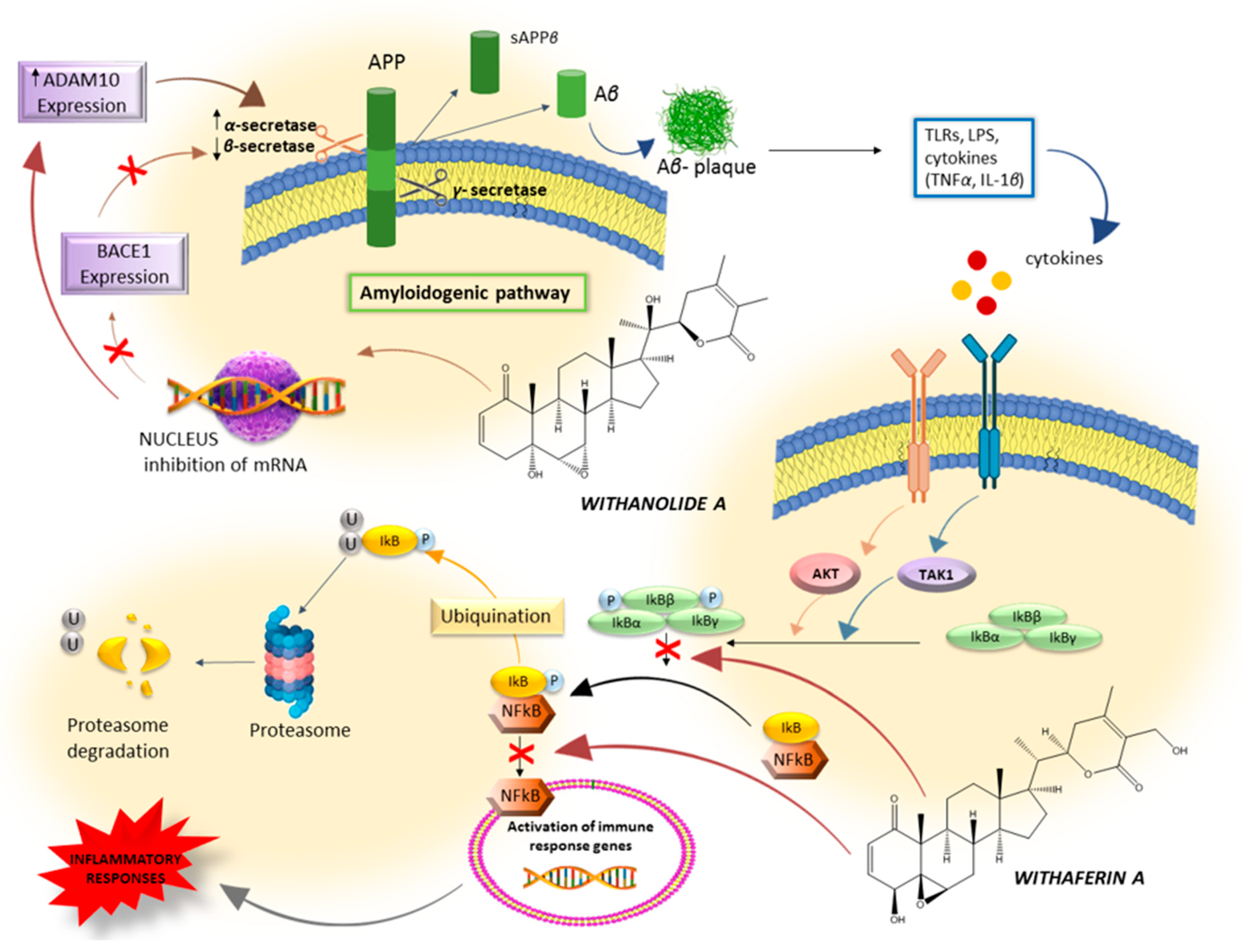 Plants 13 00771 g005 Plants 13 00771 g005